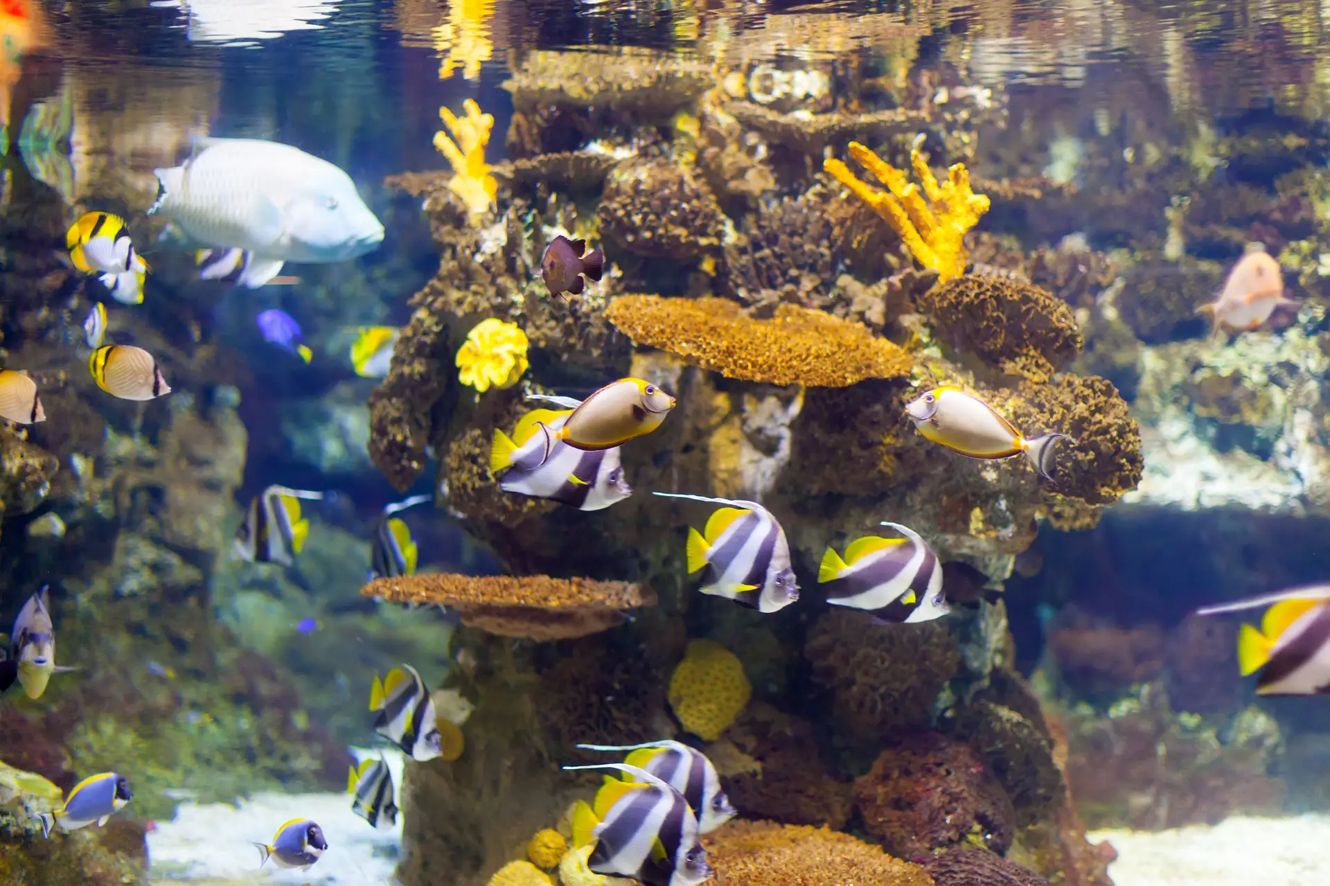 Aquaria KLCC