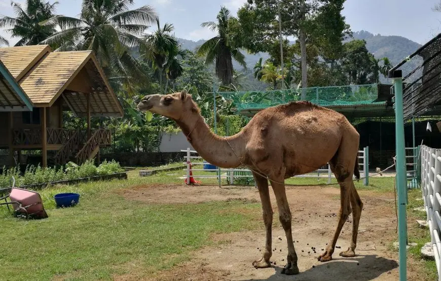 Audi Dream Farm - Zoo & Aquarium in Penang