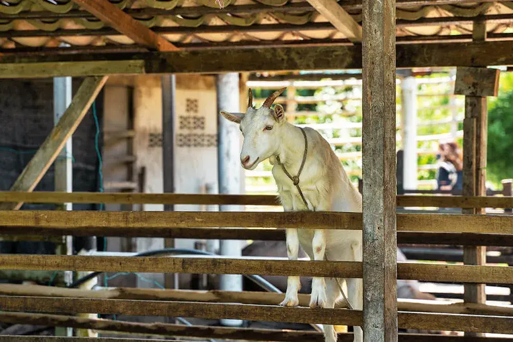 Audi Dream Farm - Zoo & Aquarium in Penang