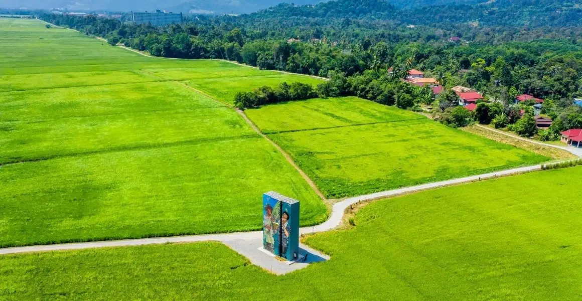 Balik Pulau Paddy Field