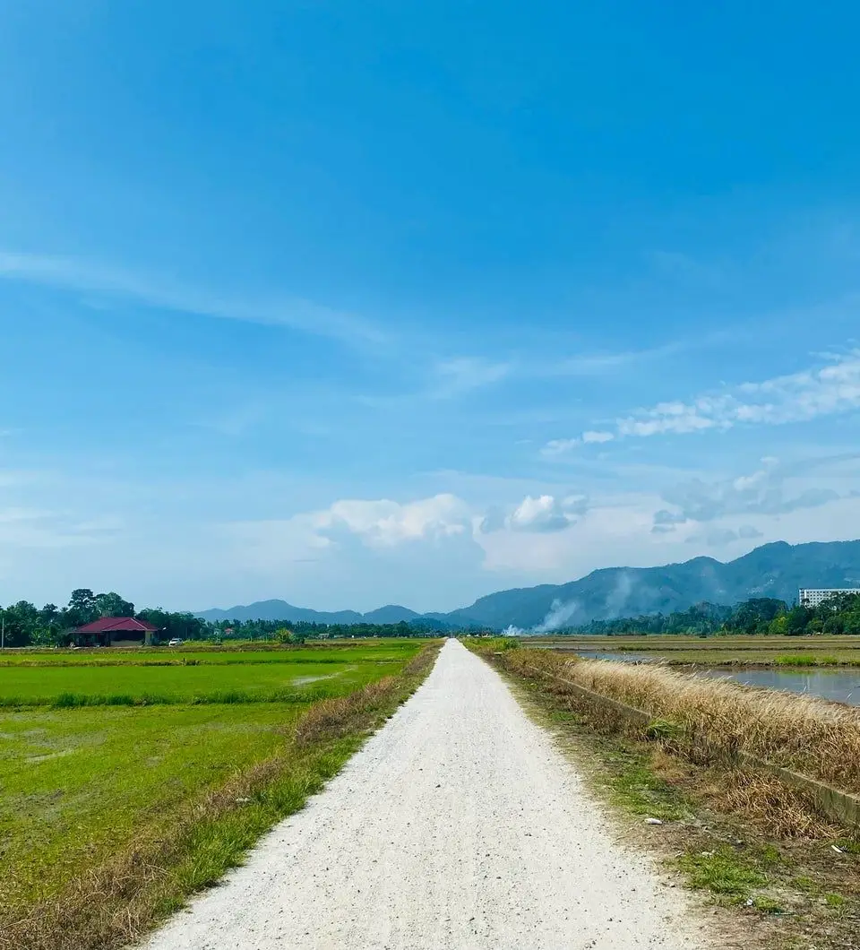 Balik Pulau Paddy Field
