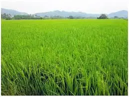 Balik Pulau Paddy Field
