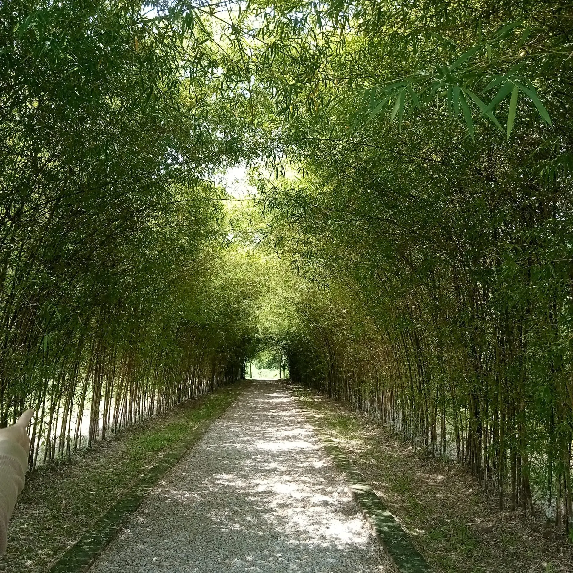 Bamboo Walk