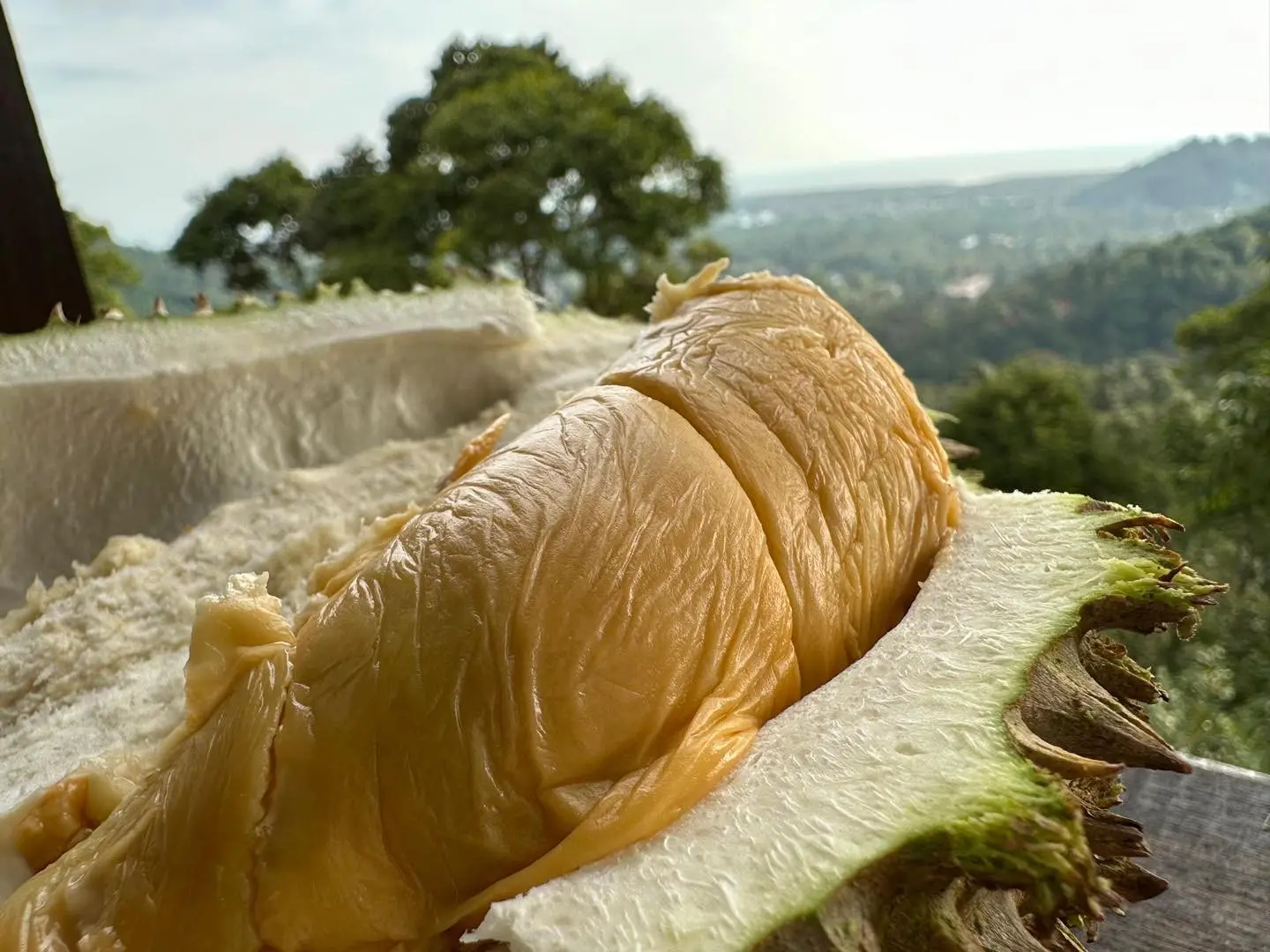 Bao Sheng Durian Farm - Farm in Penang
