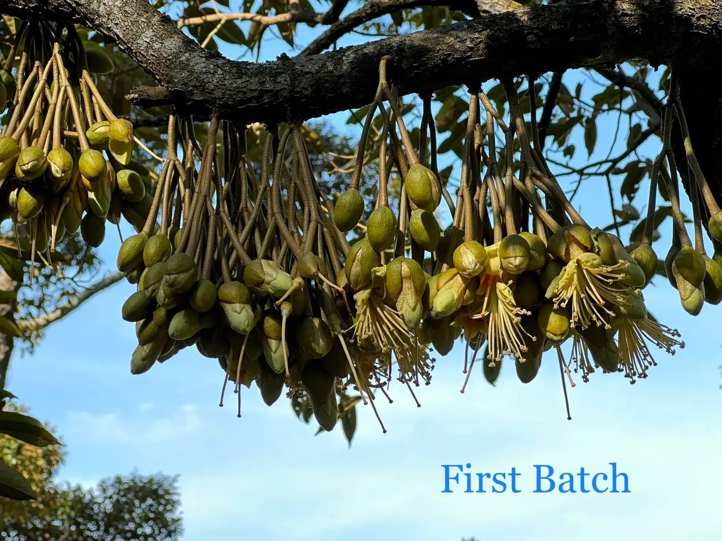 Bao Sheng Durian Farm - Farm in Penang