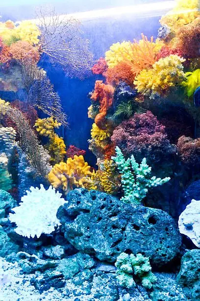 Blue Coral Aquarium at KL Tower - Zoo & Aquarium in Kuala Lumpur