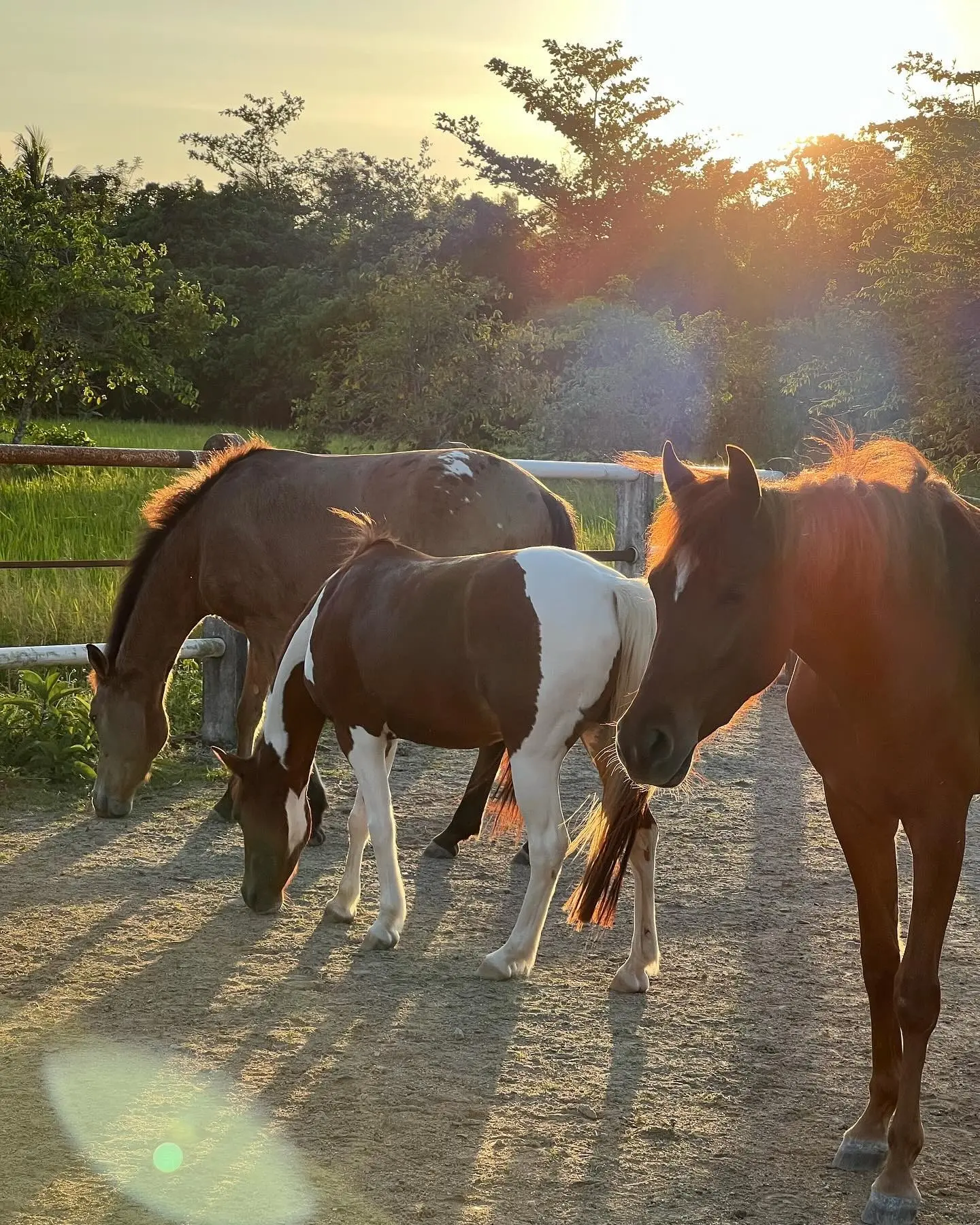 Countryside Stable Penang - Wildlife Sanctuary in Penang