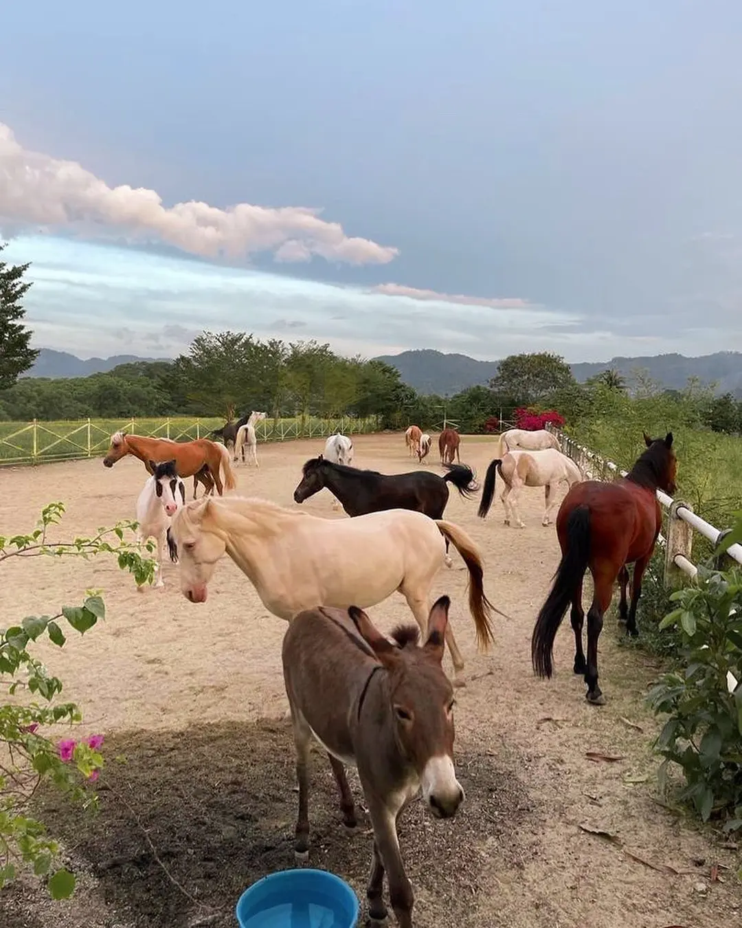 Countryside Stable Penang - Wildlife Sanctuary in Penang