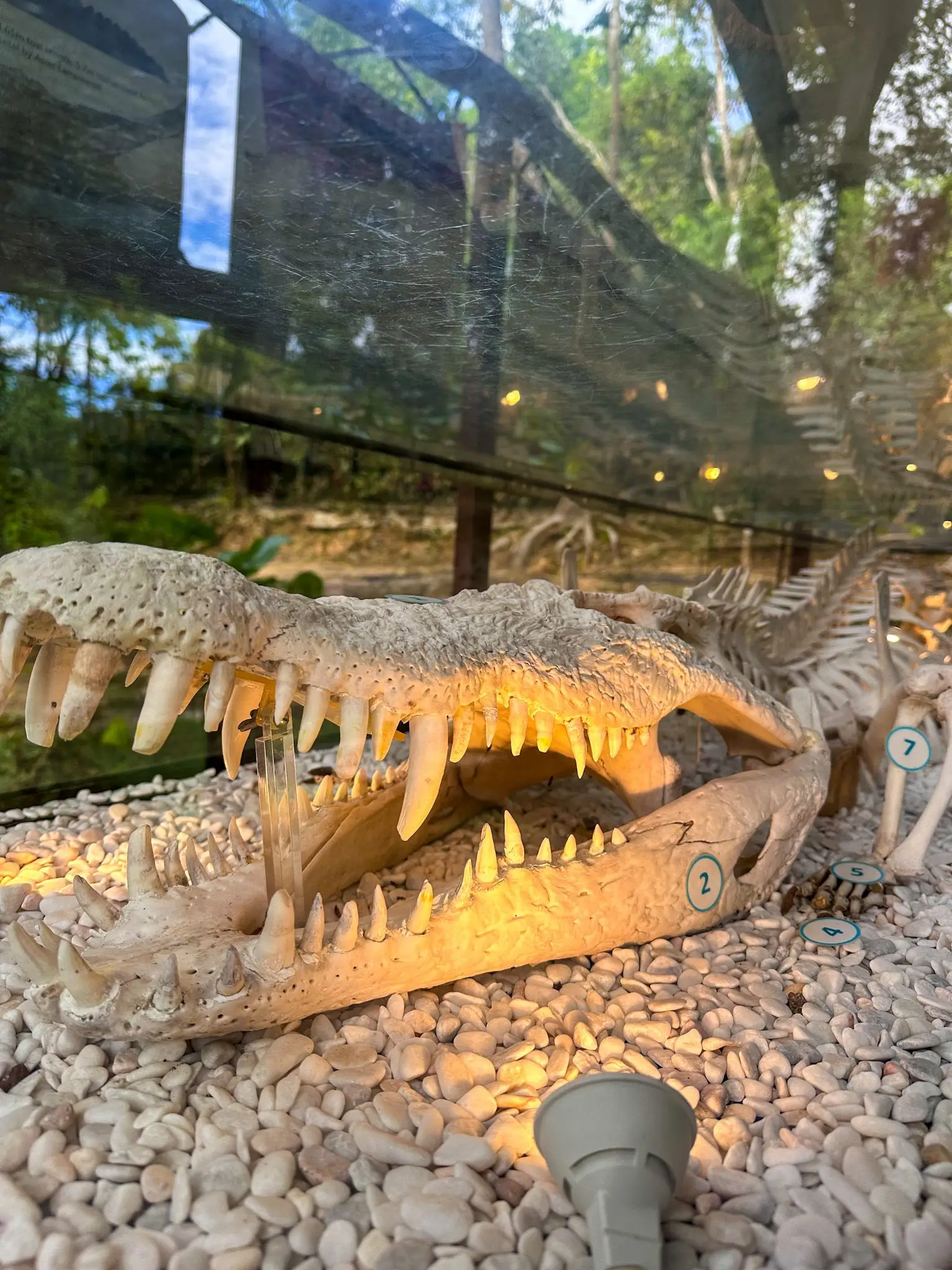 Crocodile Adventureland Langkawi