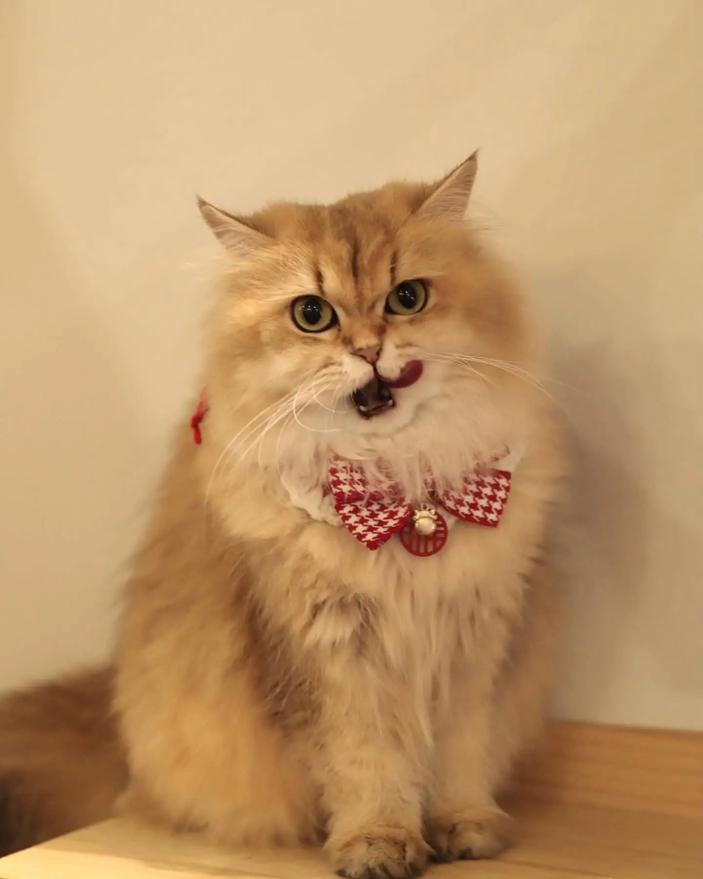 Cuffymeow 