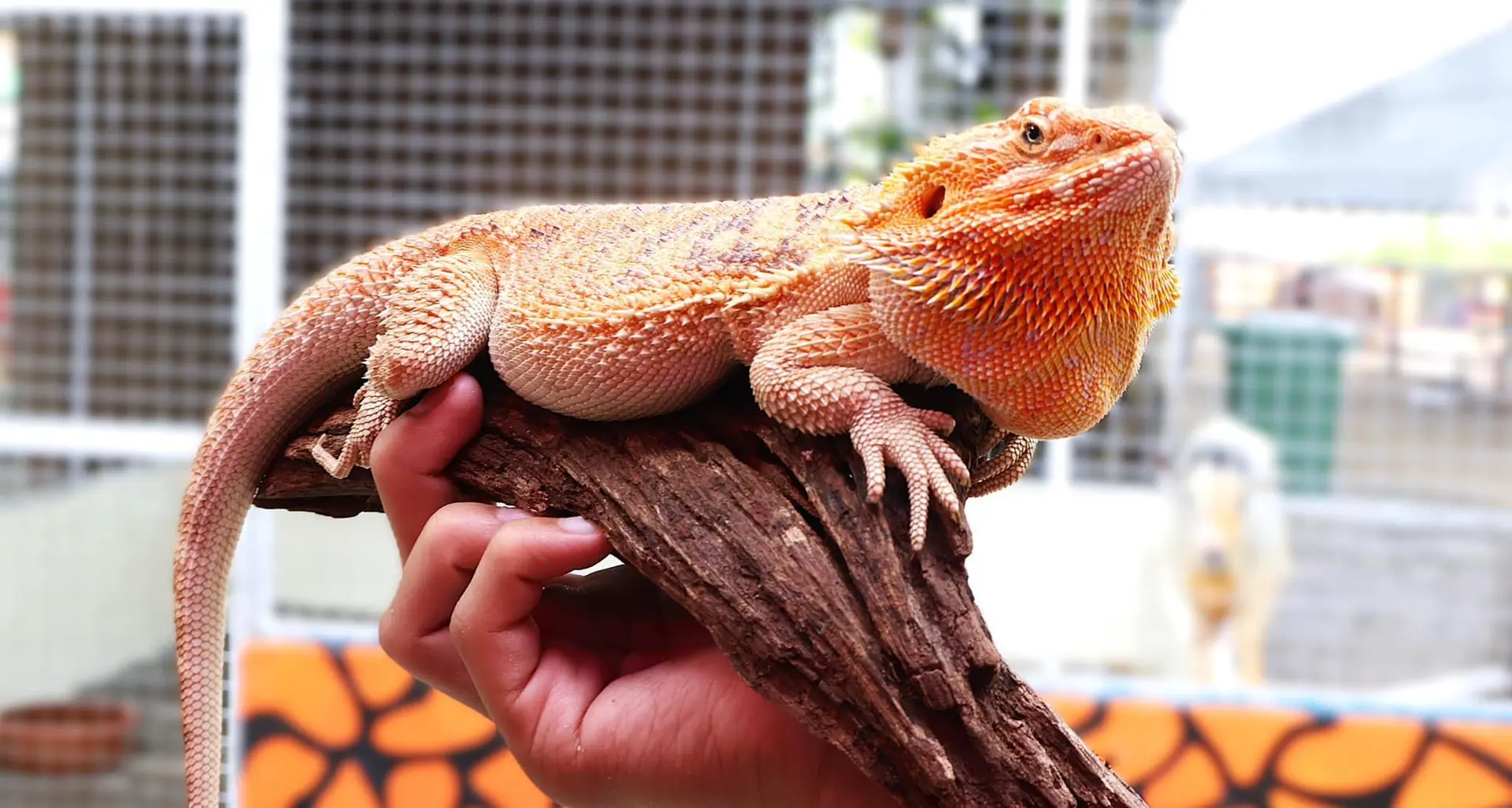 Desaru Mini Zoo - Zoo & Aquarium in Pengerang