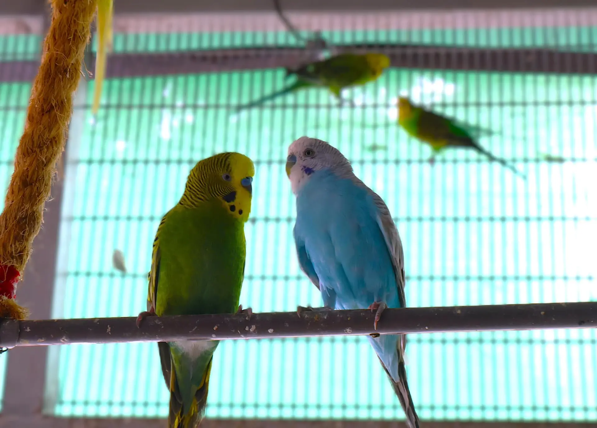 Desaru Mini Zoo - Zoo & Aquarium in Pengerang