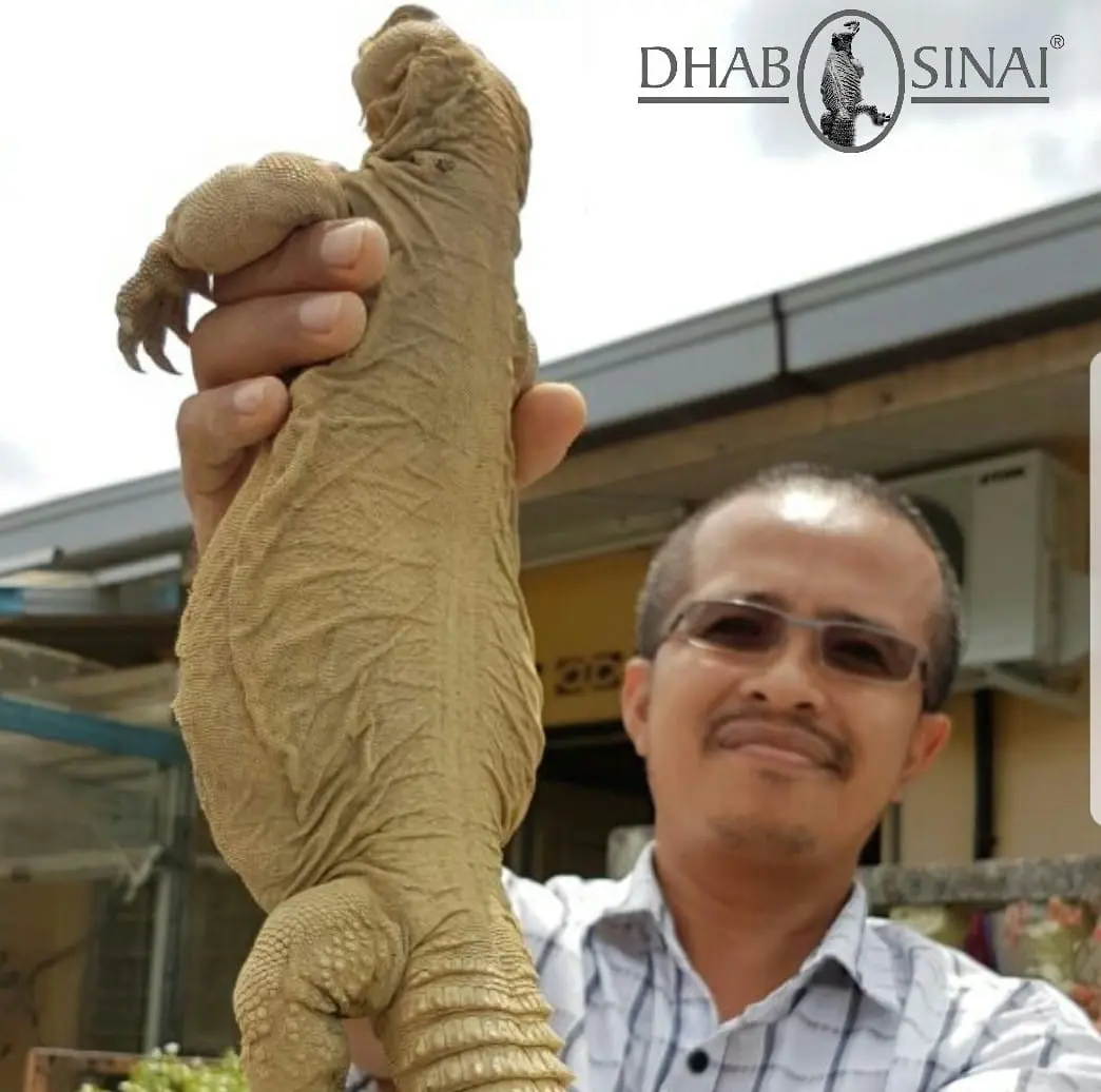 Dhab Sinai Farm - Farm in Kamunting