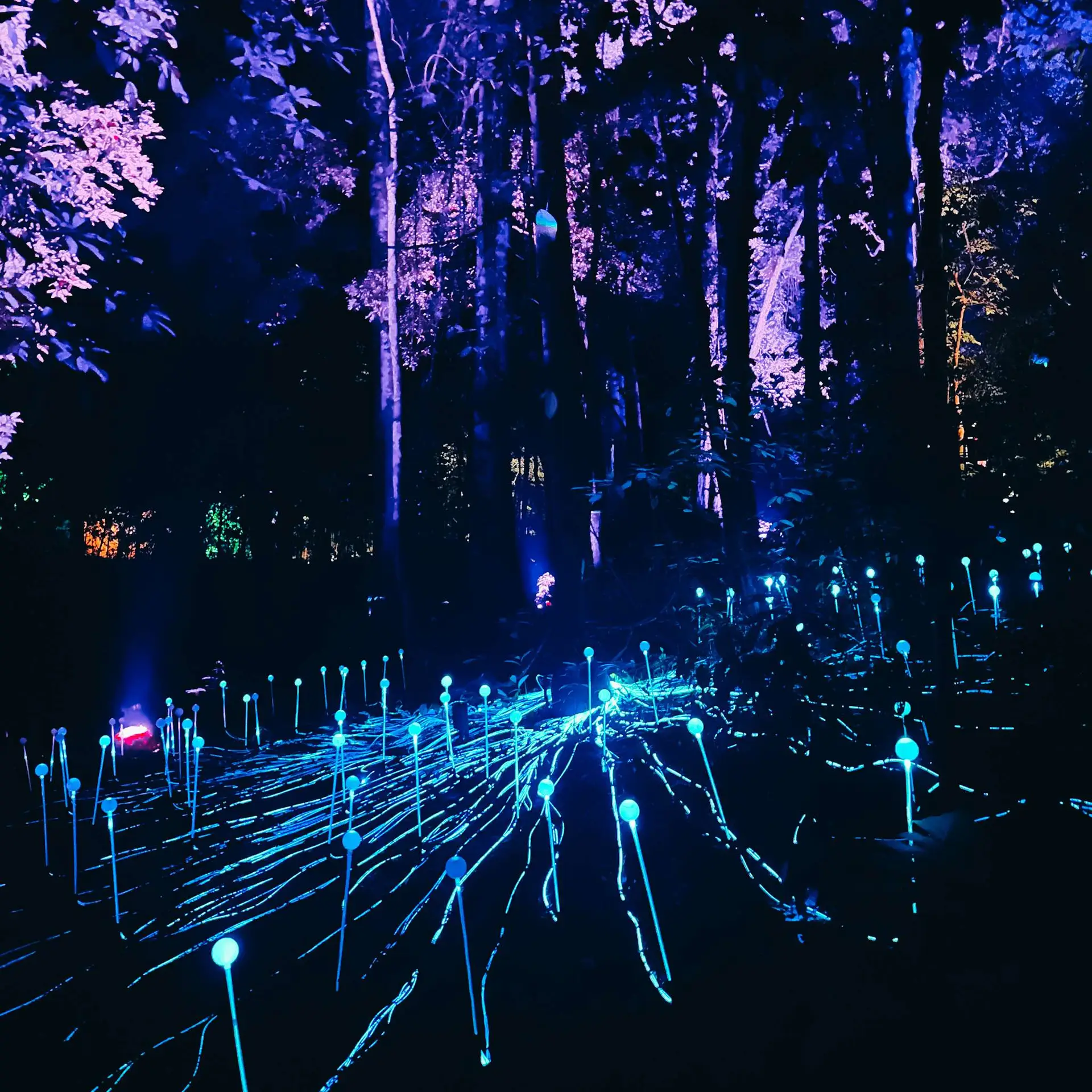 Dream Forest Langkawi