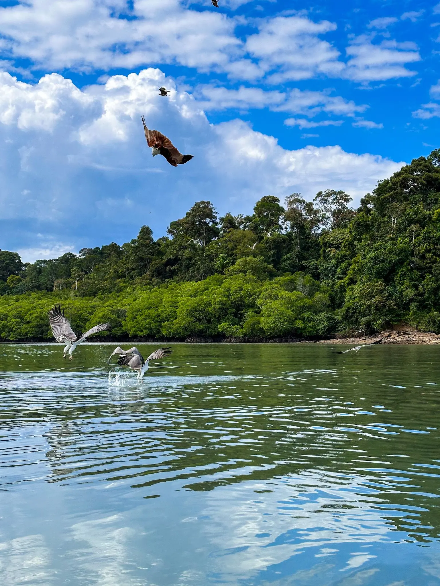 Eagle Watching Point (Kubang Badak) - Wildlife Sanctuary in Langkawi 