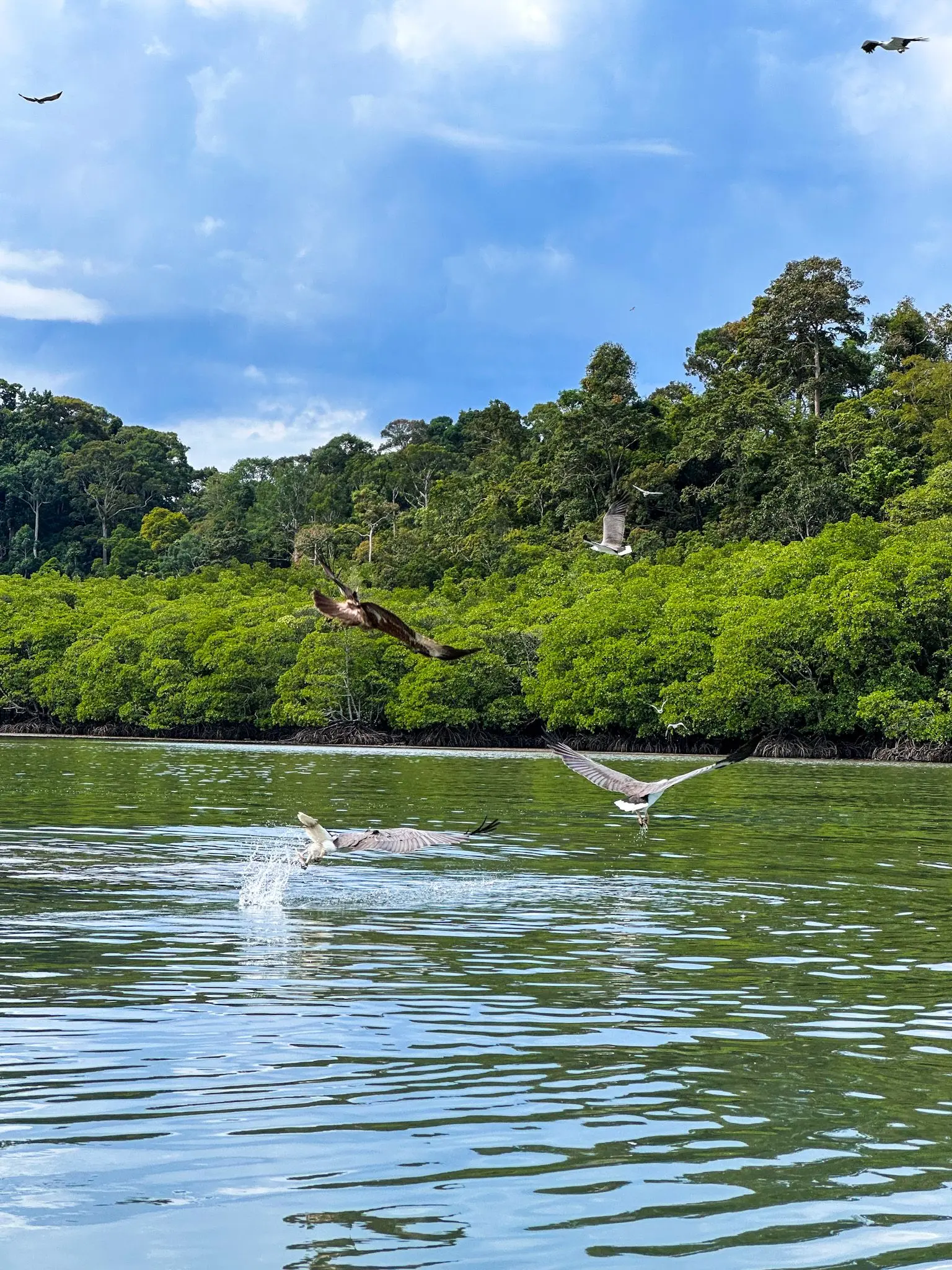 Eagle Watching Point (Kubang Badak) - Wildlife Sanctuary in Langkawi 