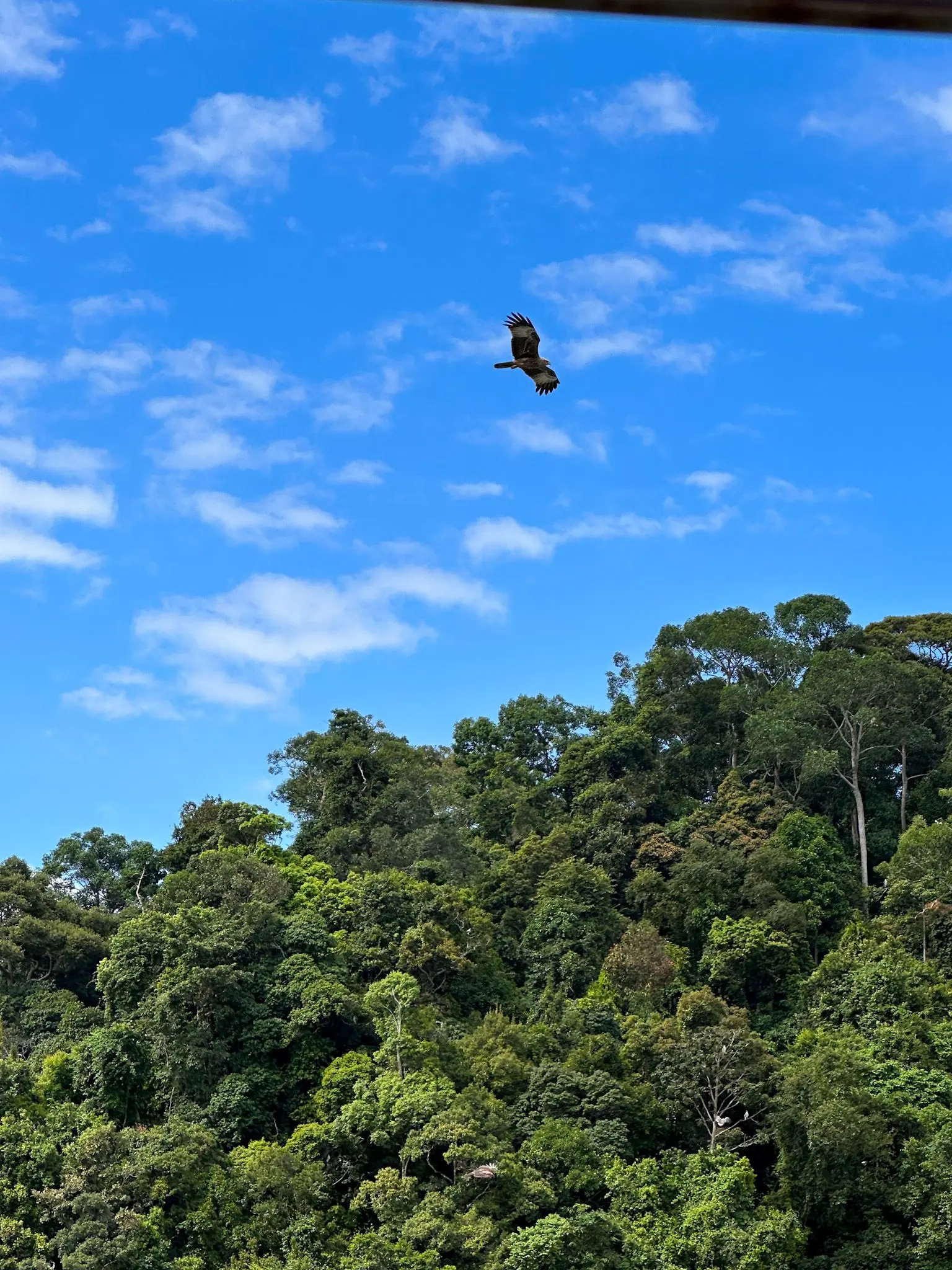 Eagle Watching Point (Kubang Badak) - Wildlife Sanctuary in Langkawi 