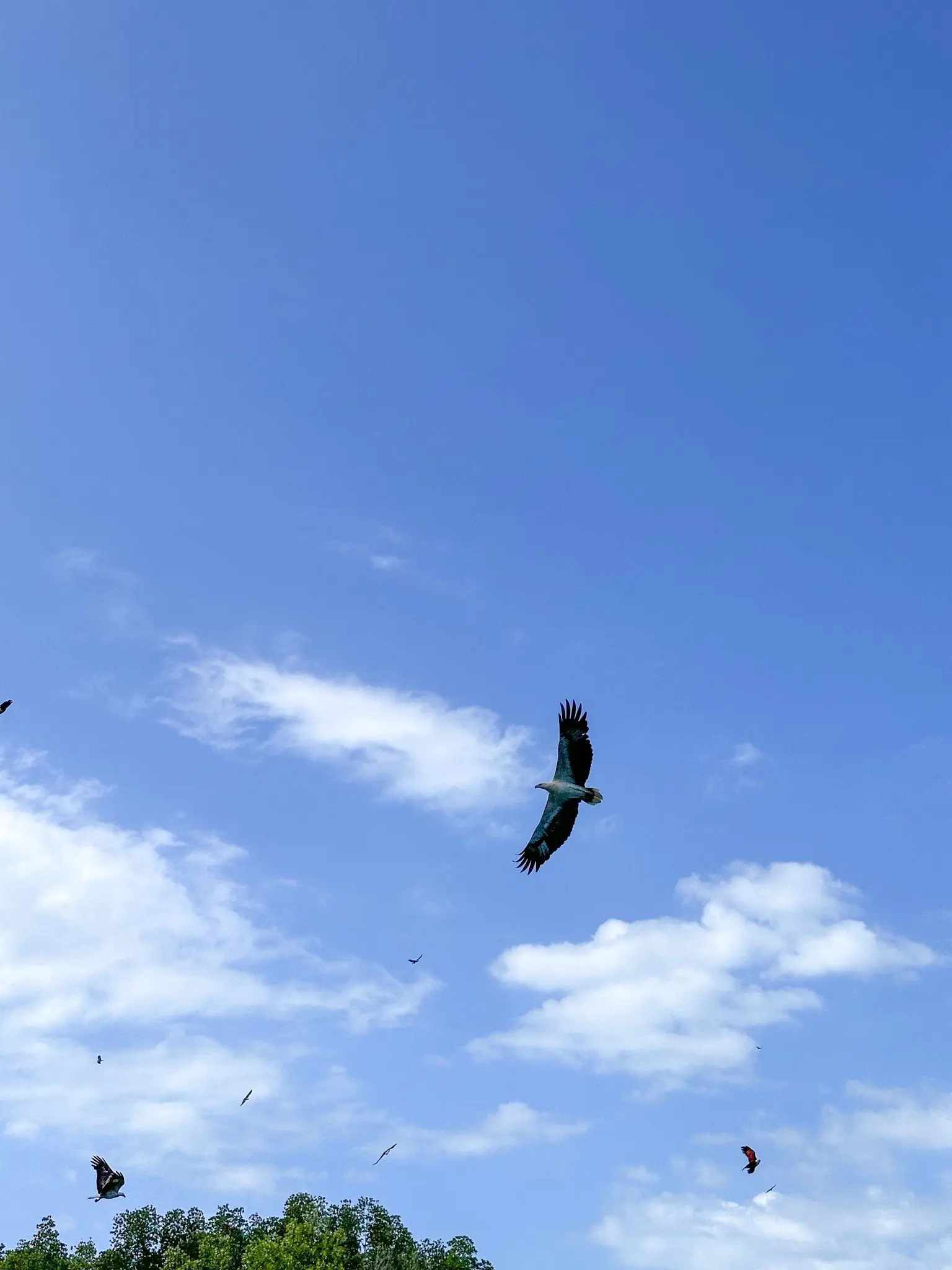 Eagle Watching Point (Kubang Badak) - Wildlife Sanctuary in Langkawi 