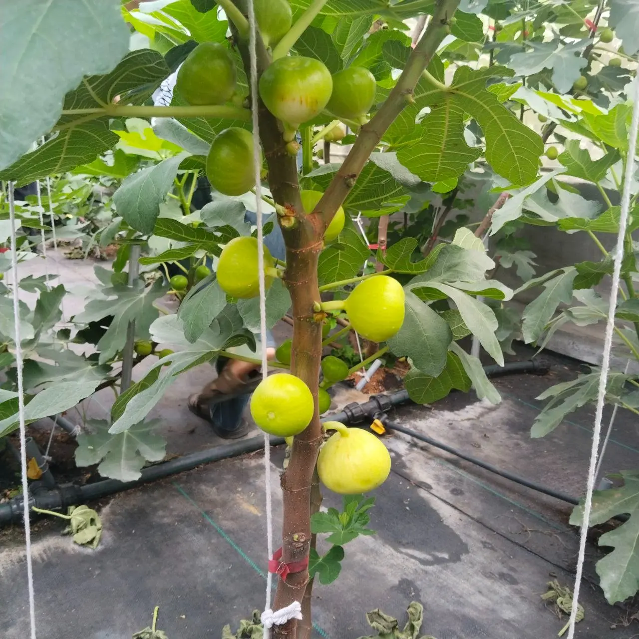 Figtopia - Farm in Changkat Jering