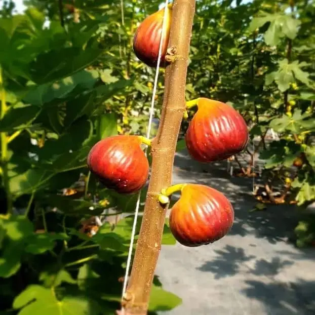 Figtopia - Farm in Changkat Jering