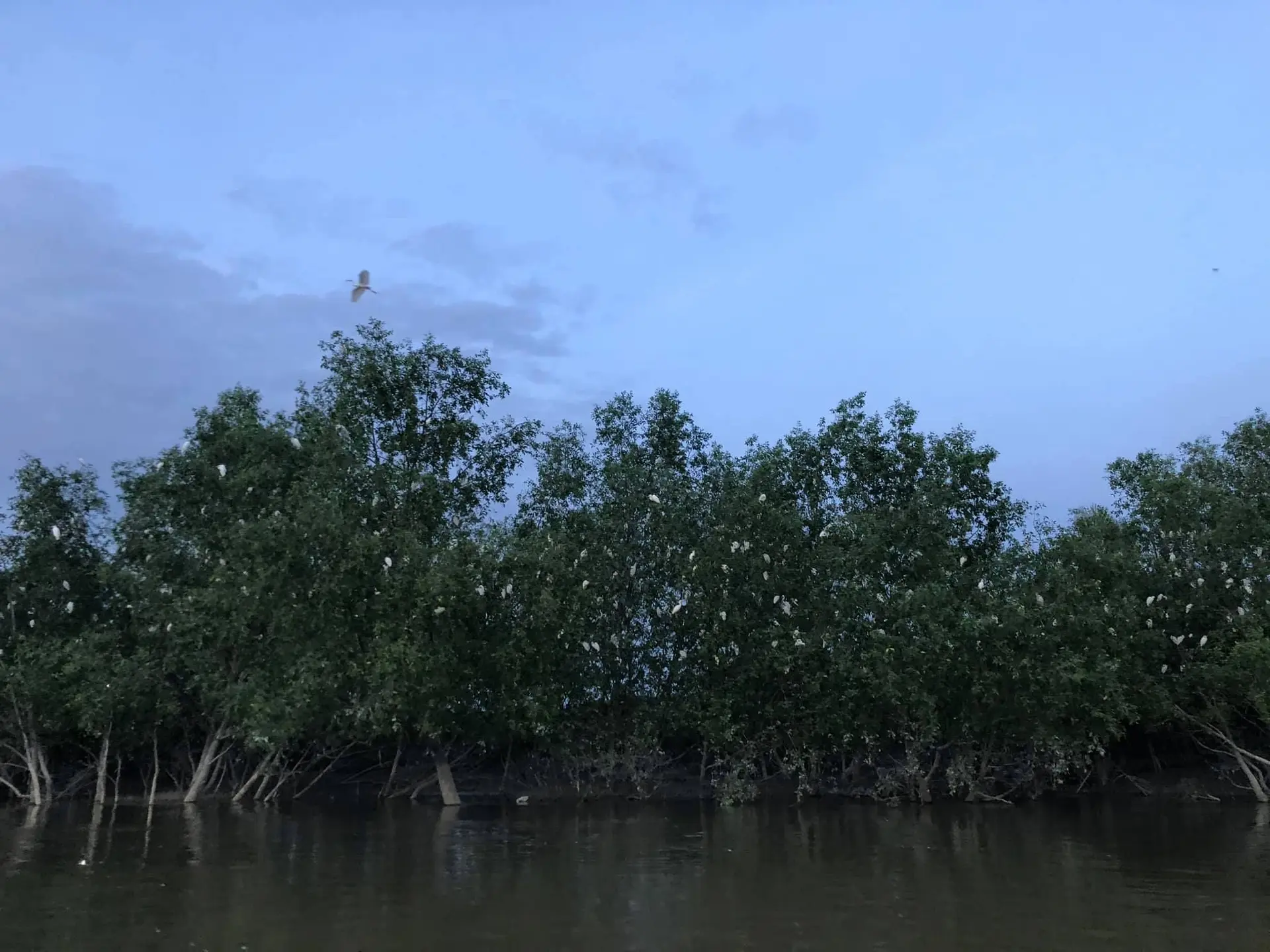 Firefly Park Resort, Bukit Belimbing - Wildlife Sanctuary in Kuala Selangor