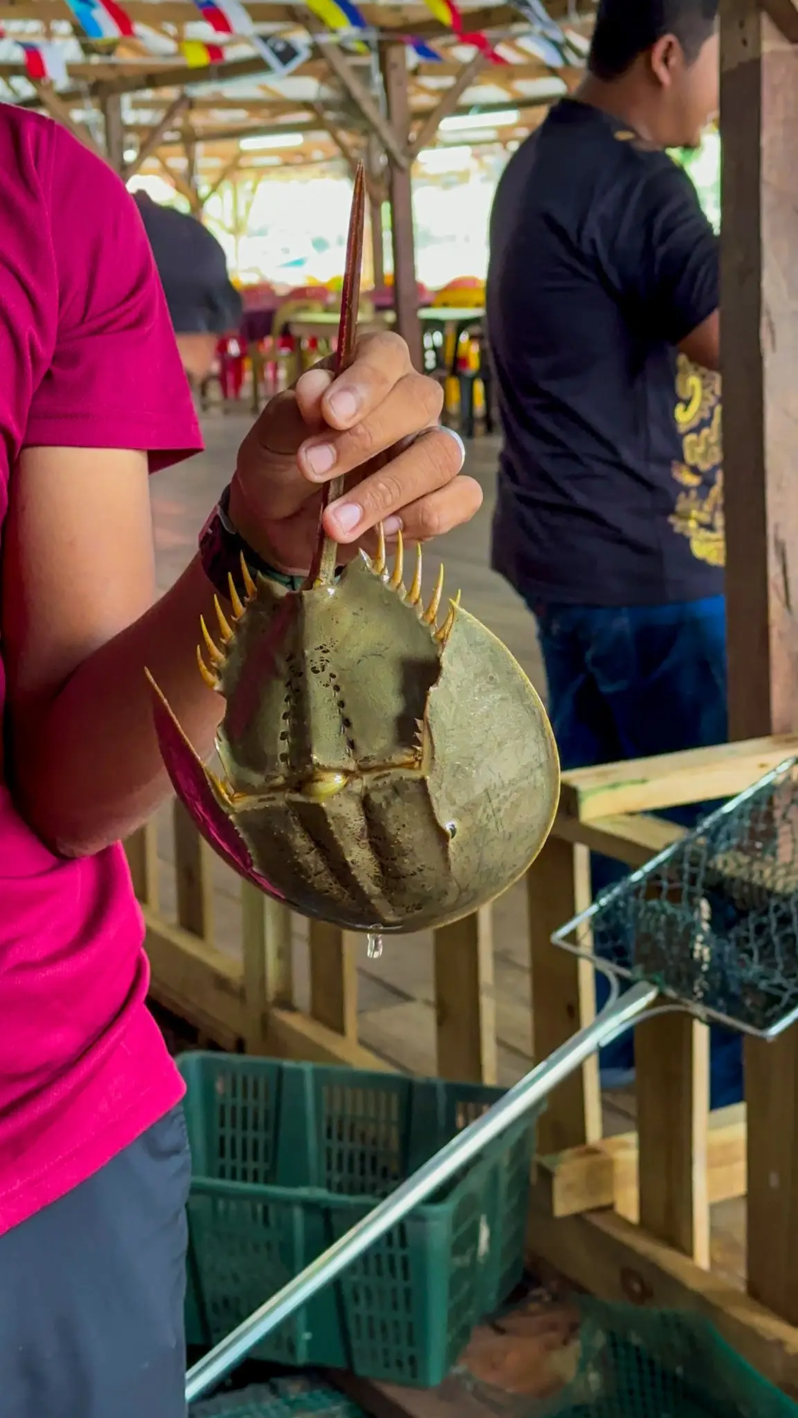 Fish Farm 