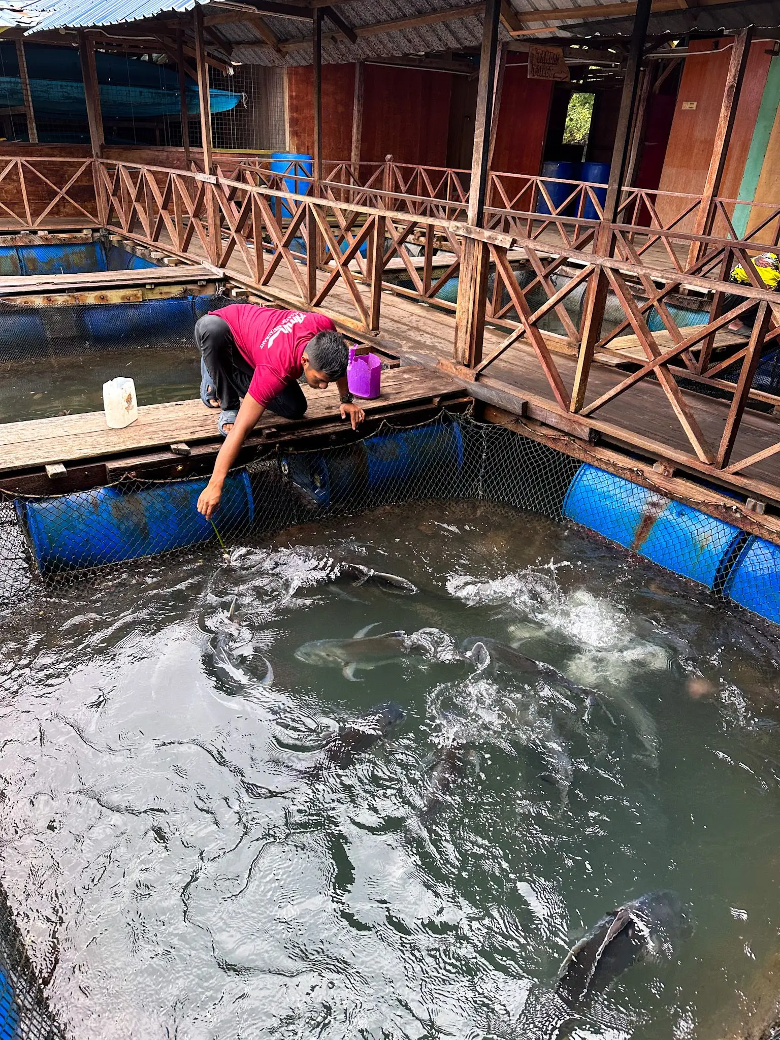 Fish Farm 