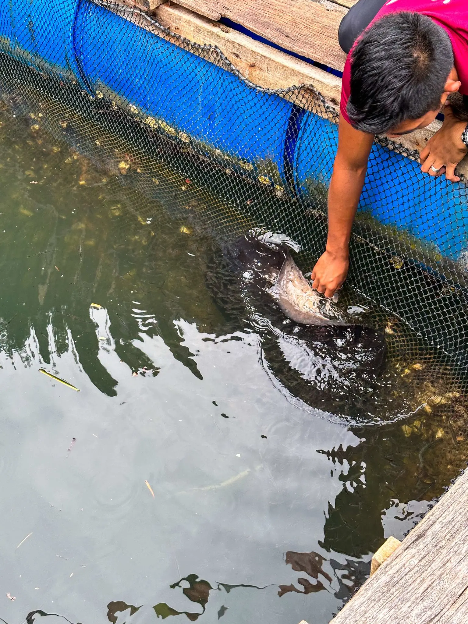 Fish Farm 