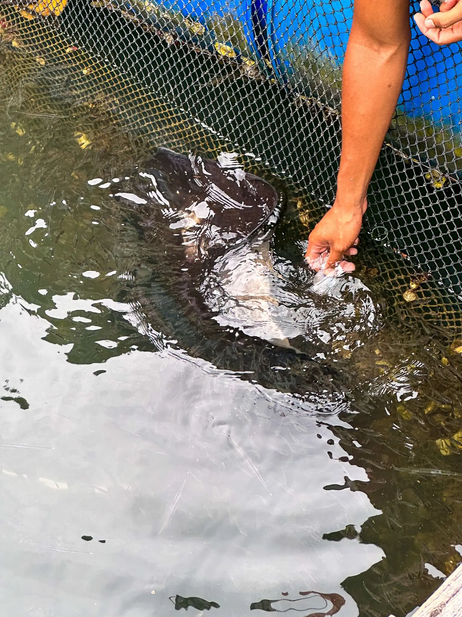 Fish Farm 