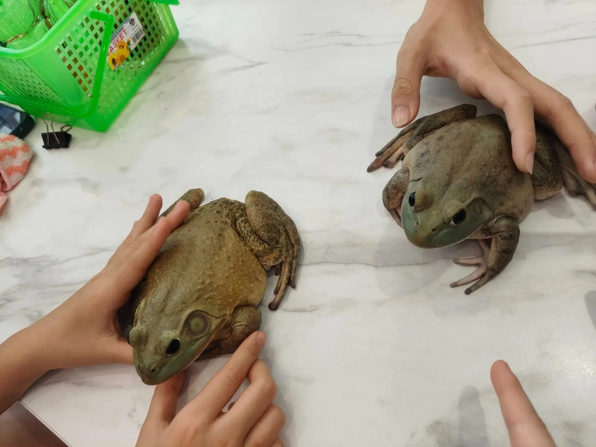 Furrito Haus Cafe & Pet Mart - Cafe in Seri Kembangan