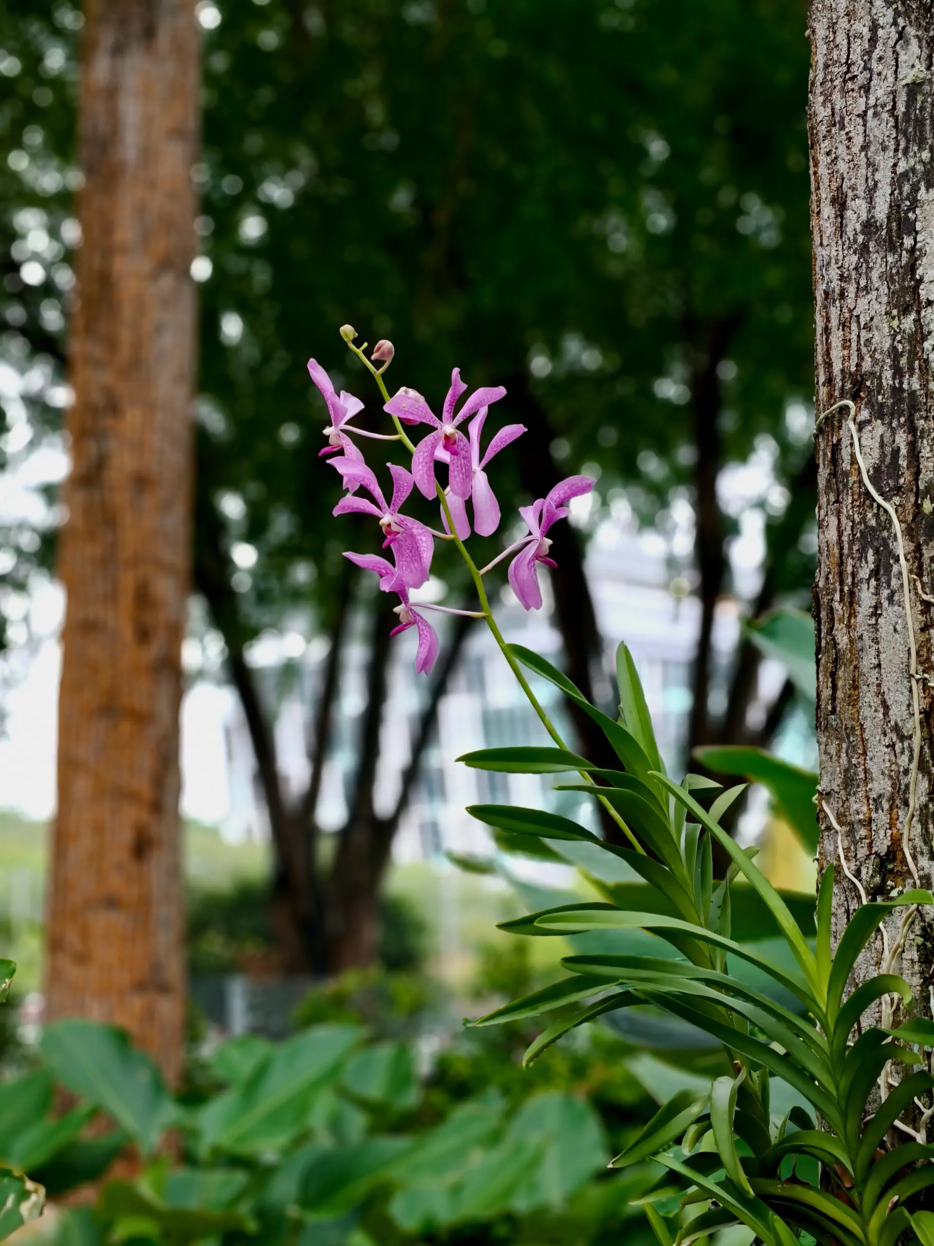 Taman Anggerik Shah Alam - Garden & Park in Shah Alam