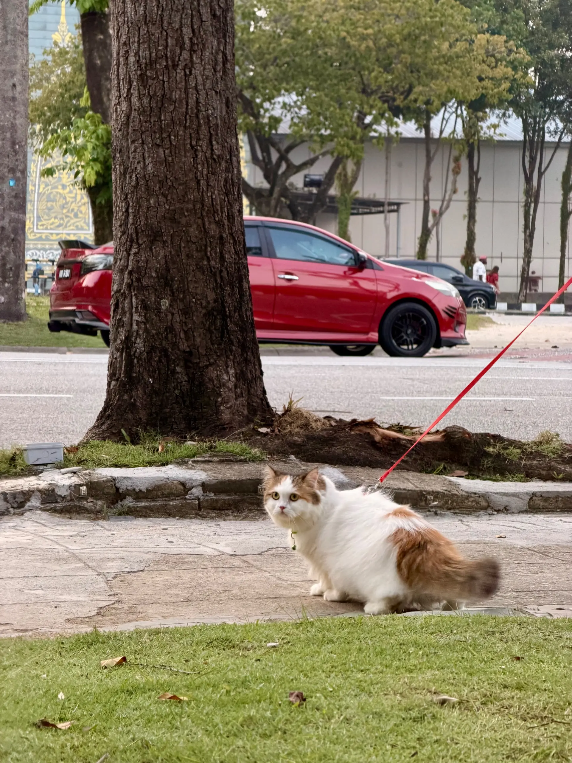 Catopia Taman Kucing Shah Alam