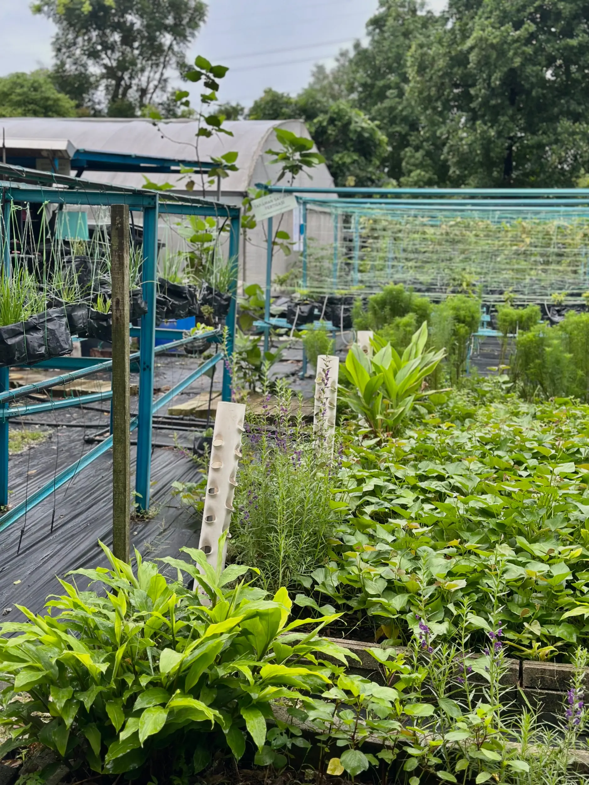 Kebun Komuniti (Palatium Bukit Bandaraya Shah Alam) photo 5