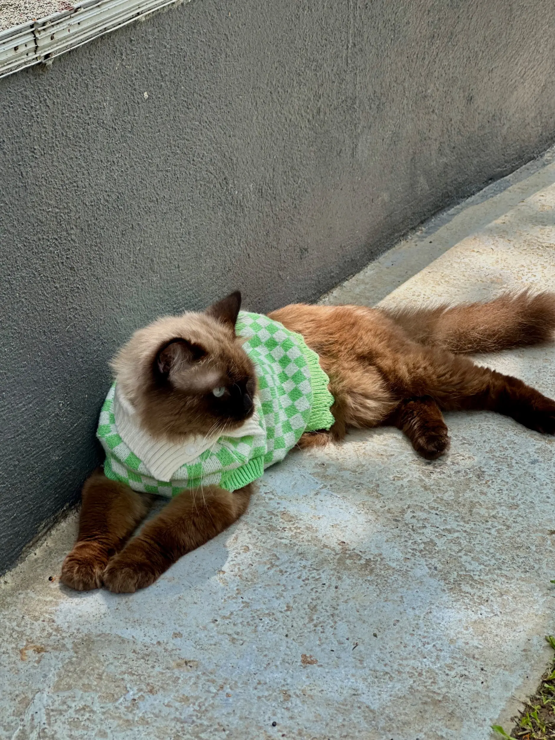 Catopia Taman Kucing Shah Alam