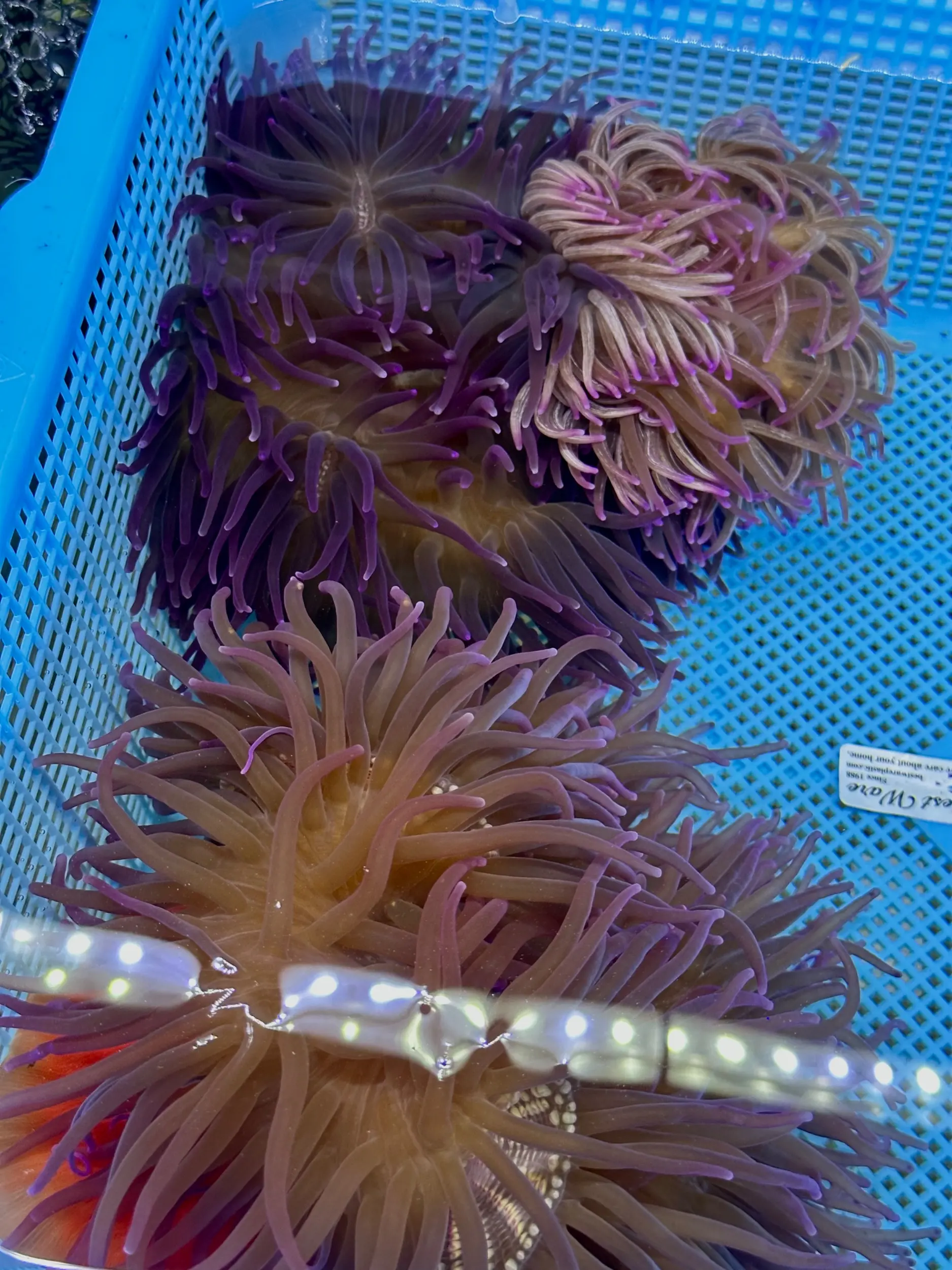 Aqua Sentinel photo 19