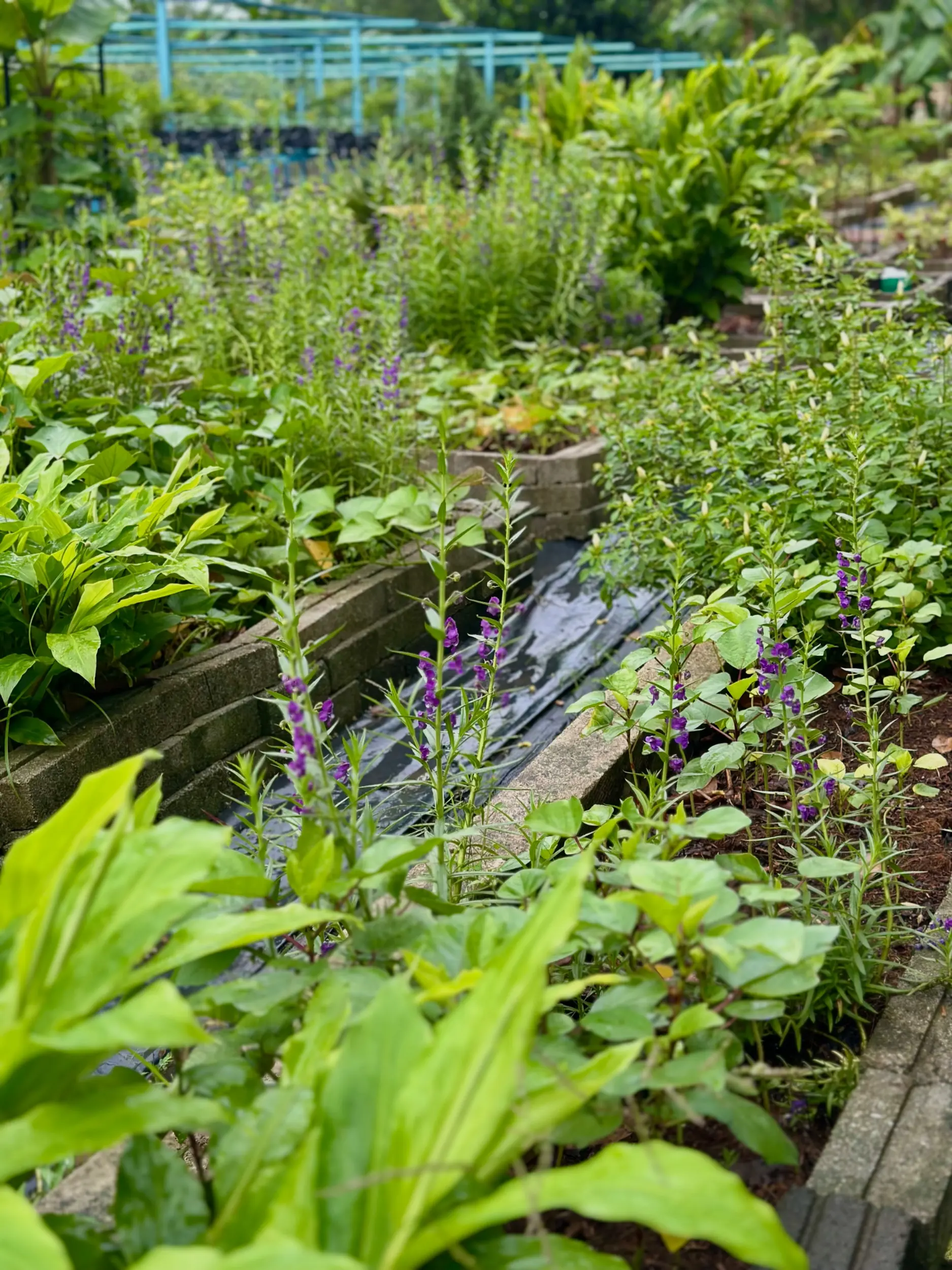Kebun Komuniti (Palatium Bukit Bandaraya Shah Alam) photo 18