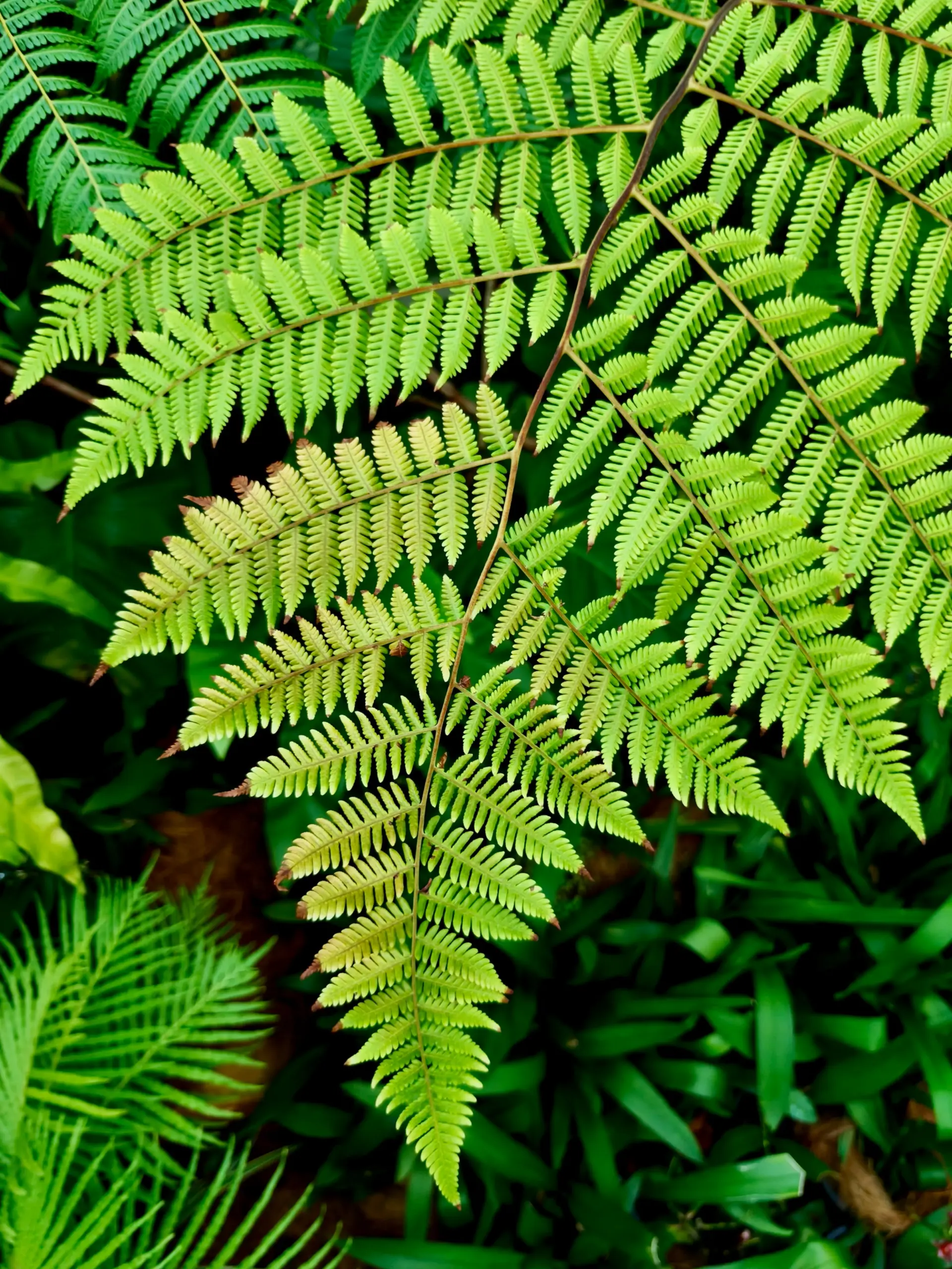 Taman Anggerik Shah Alam - Garden & Park in Shah Alam