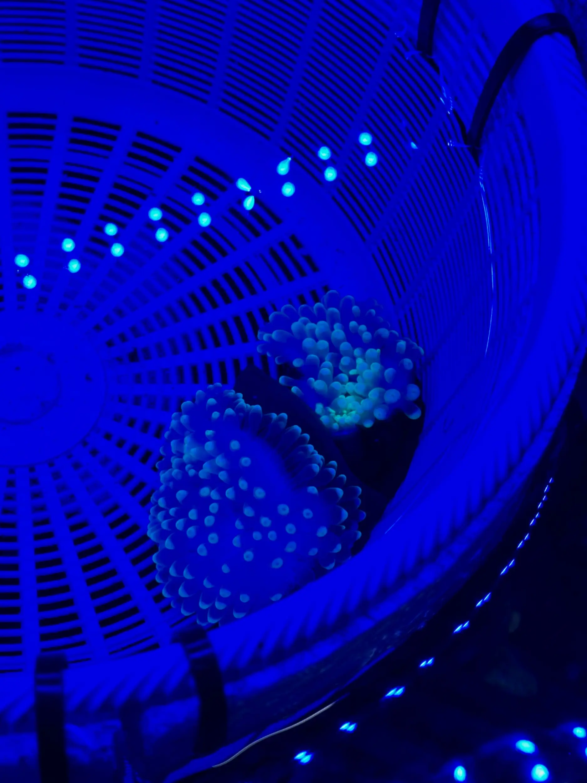 Aqua Sentinel photo 17