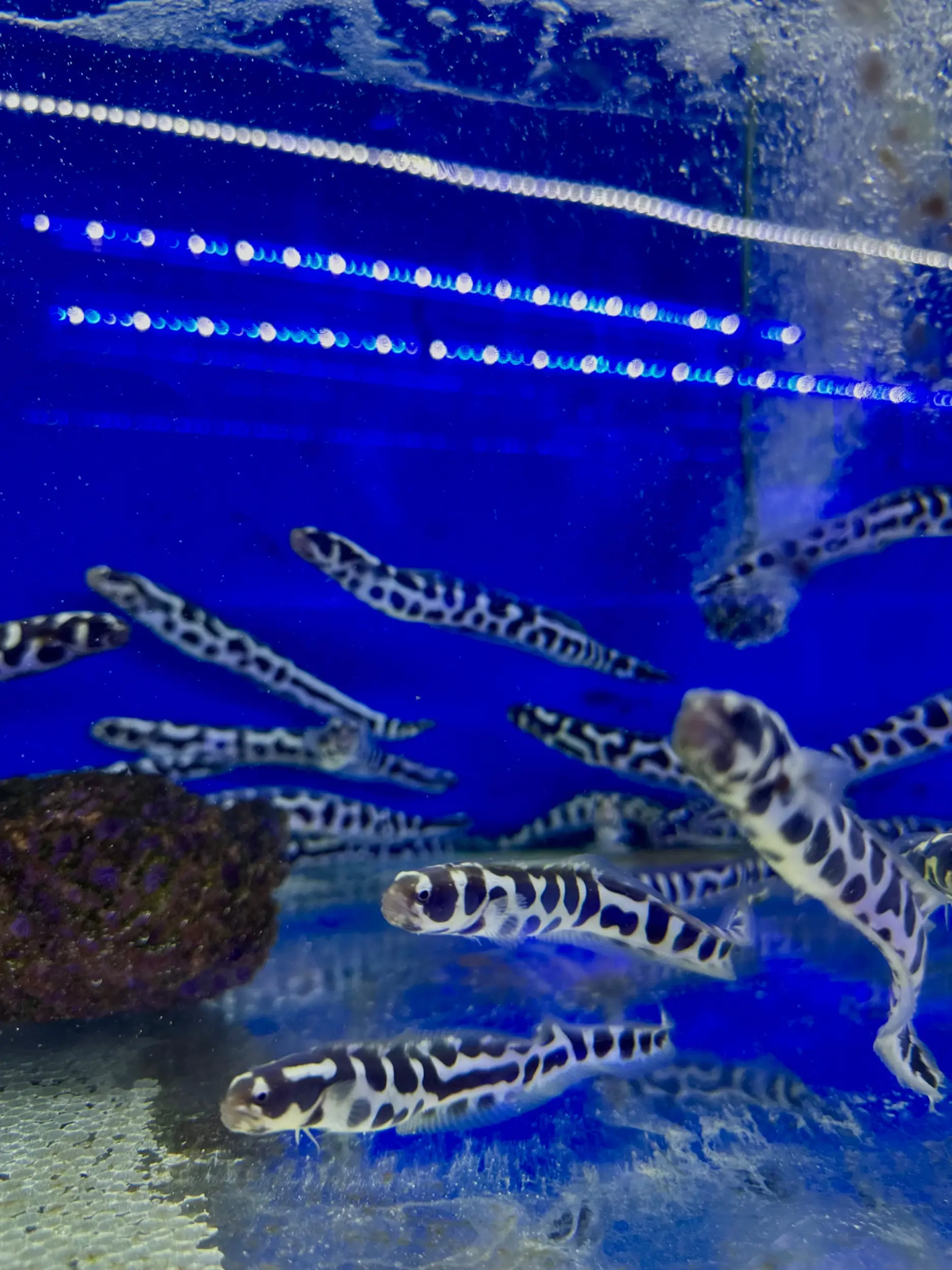Aqua Sentinel photo 28