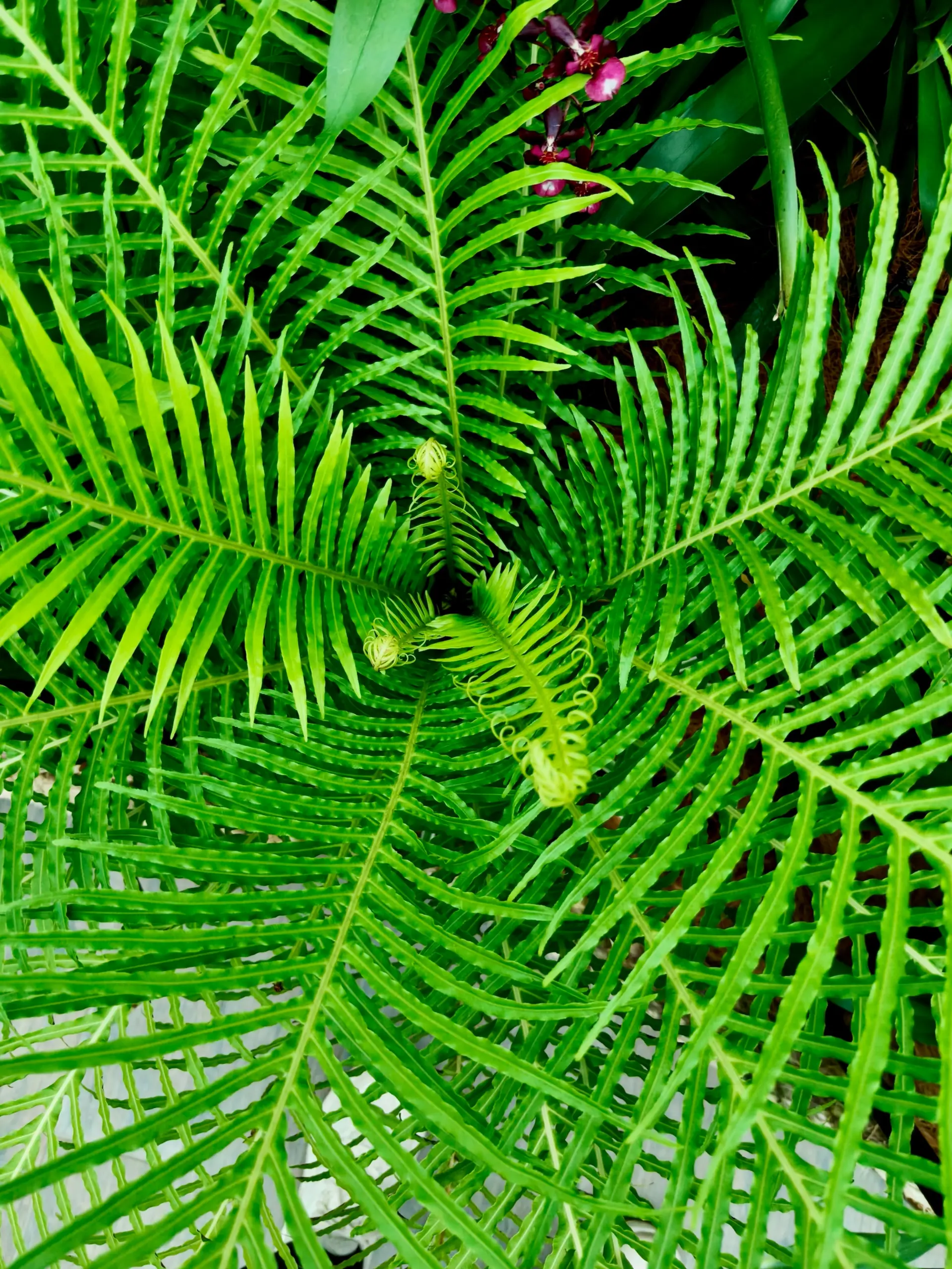 Taman Anggerik Shah Alam - Garden & Park in Shah Alam