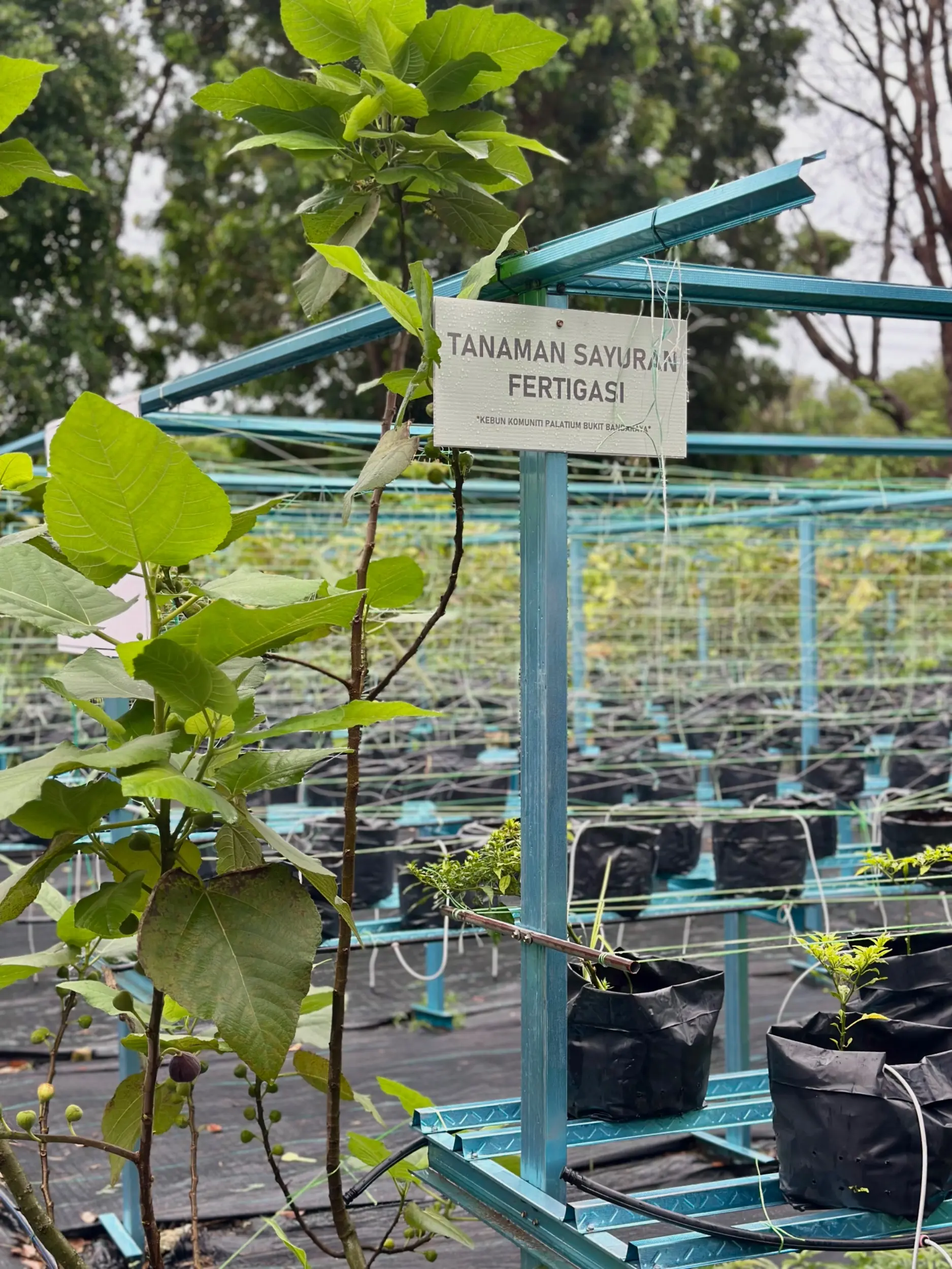 Kebun Komuniti (Palatium Bukit Bandaraya Shah Alam) photo 3