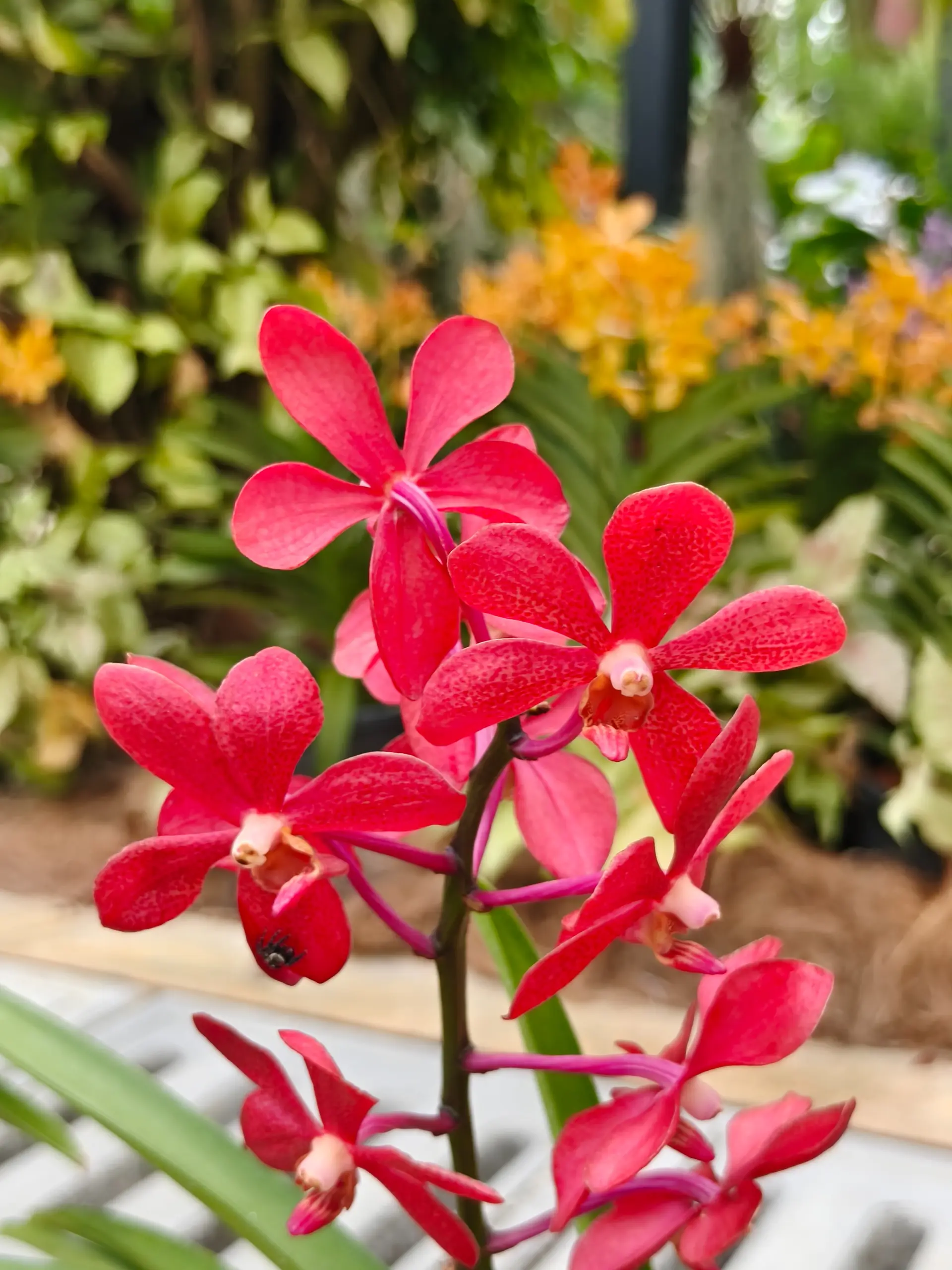 Taman Orkid Kuala Lumpur - Garden & Park in Kuala Lumpur