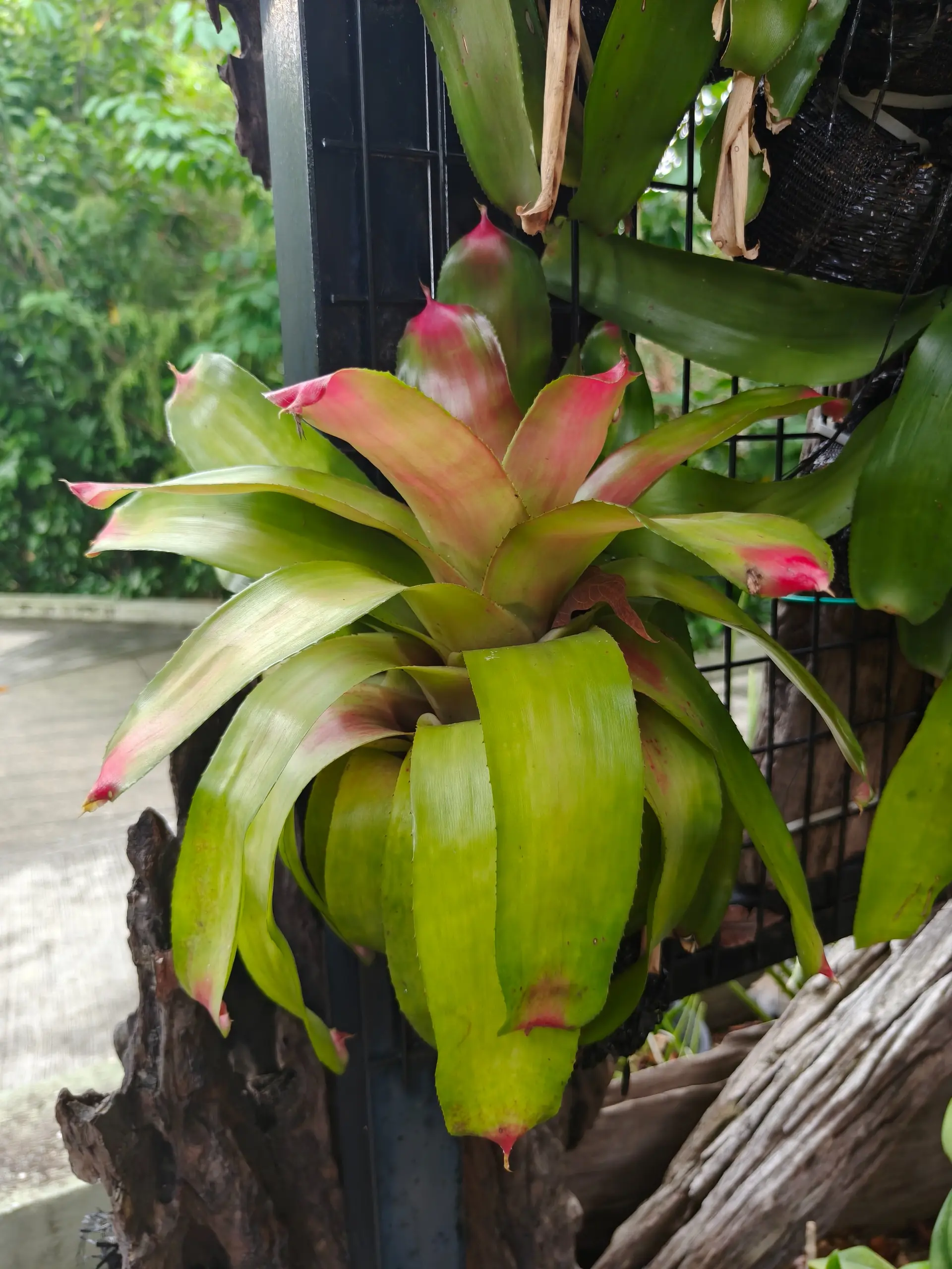 Taman Orkid Kuala Lumpur - Garden & Park in Kuala Lumpur