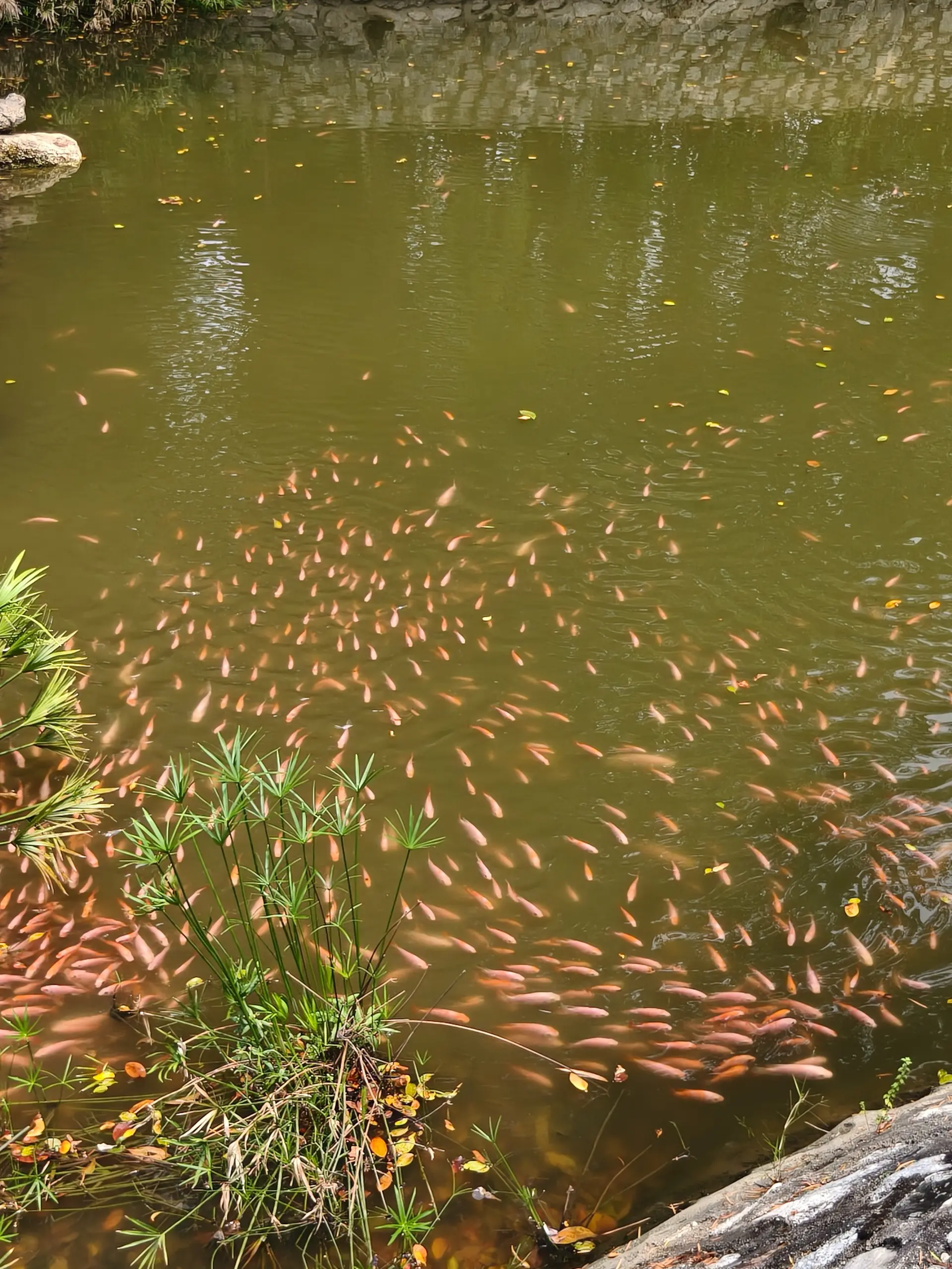 Taman Orkid Kuala Lumpur - Garden & Park in Kuala Lumpur