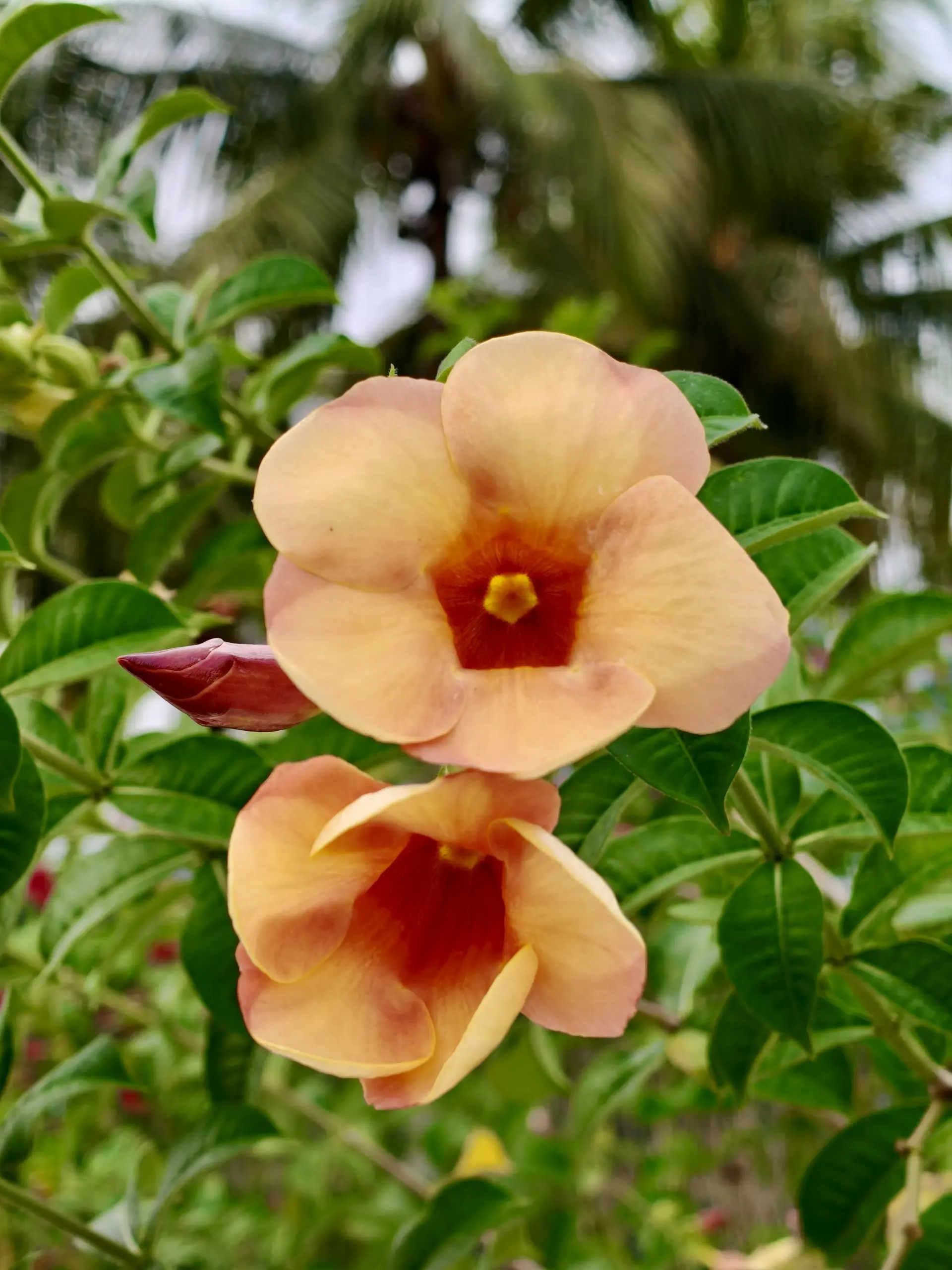 Taman Tasik Titiwangsa - Garden & Park in Kuala Lumpur