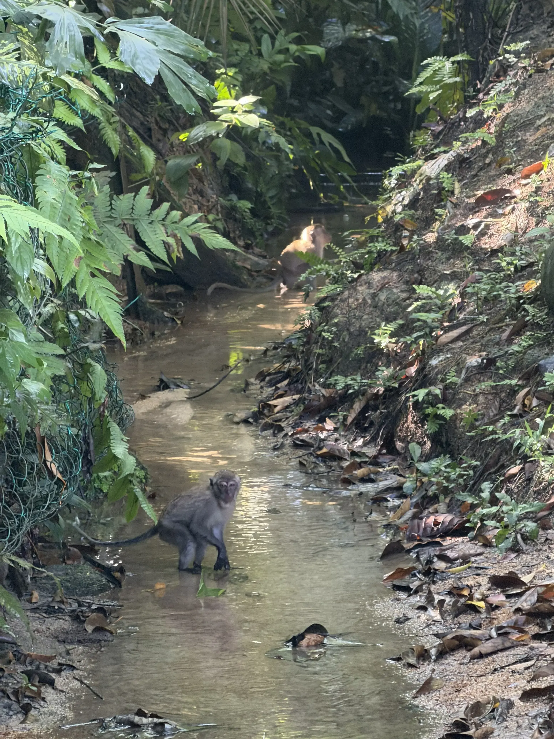 Taman Rimba Kiara (TTDI Park) - Garden & Park in Kuala Lumpur