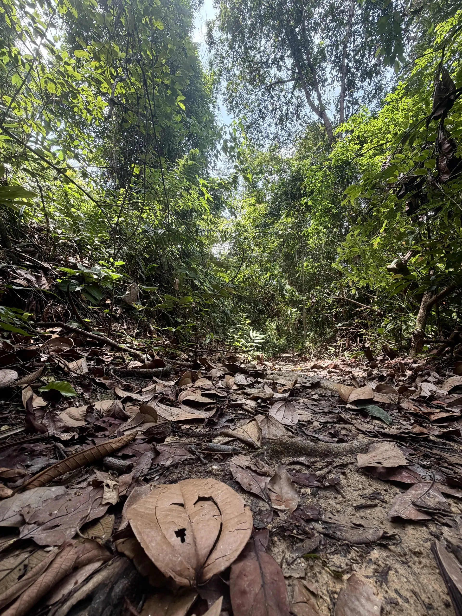 Lata Pinang (Maya Karin Waterfall) - Waterfall in Ampang