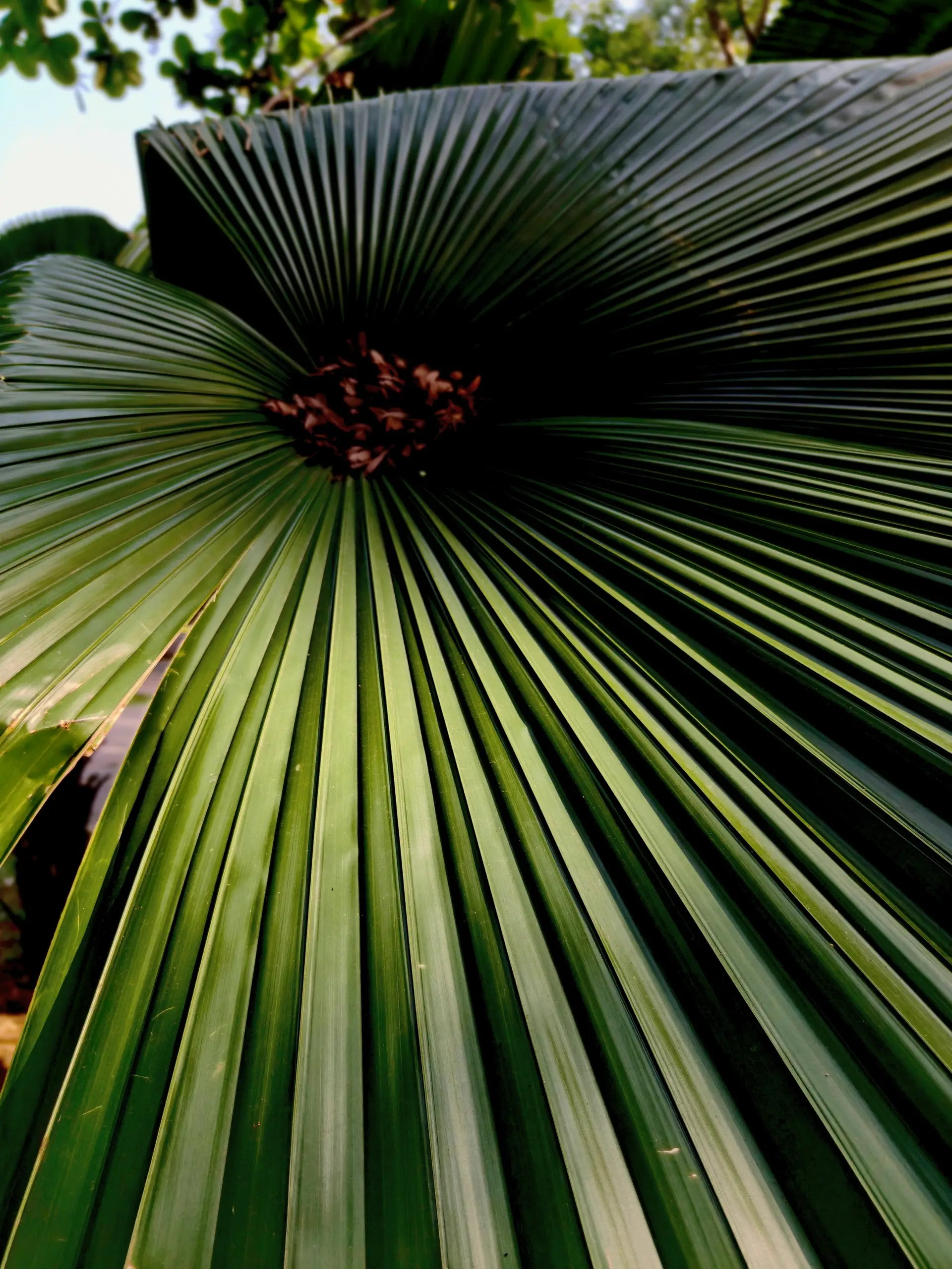 Putrajaya Botanical Garden