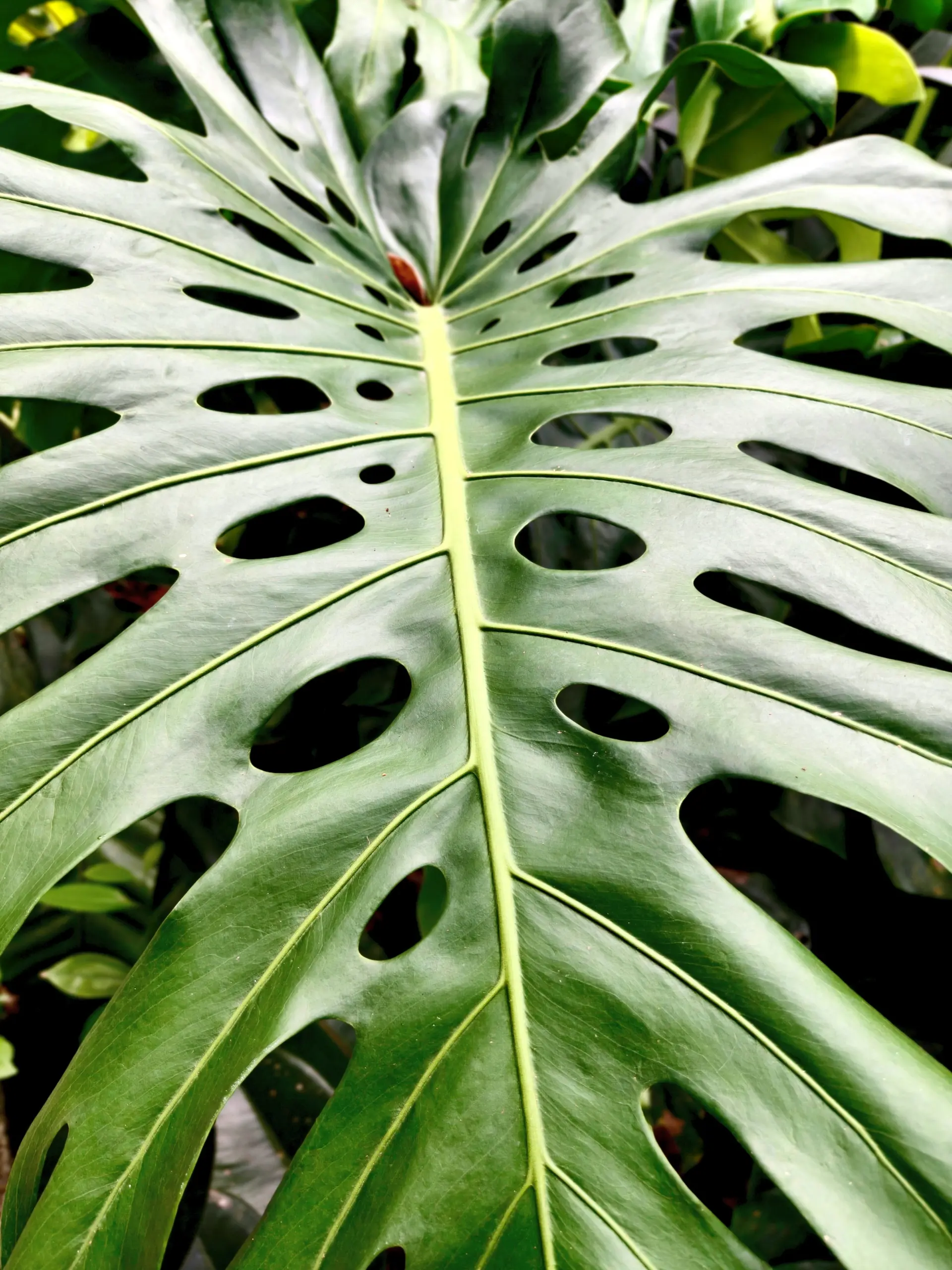 Taman Orkid Kuala Lumpur - Garden & Park in Kuala Lumpur