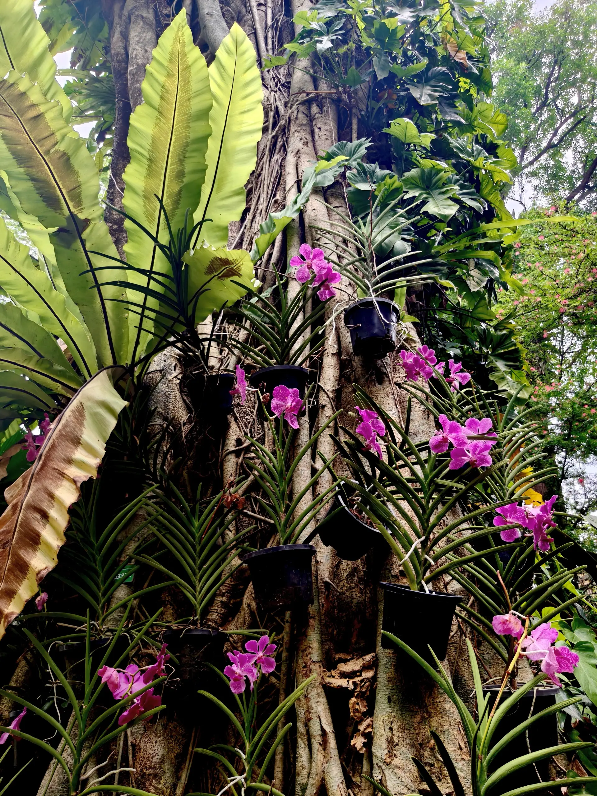 Taman Orkid Kuala Lumpur - Garden & Park in Kuala Lumpur
